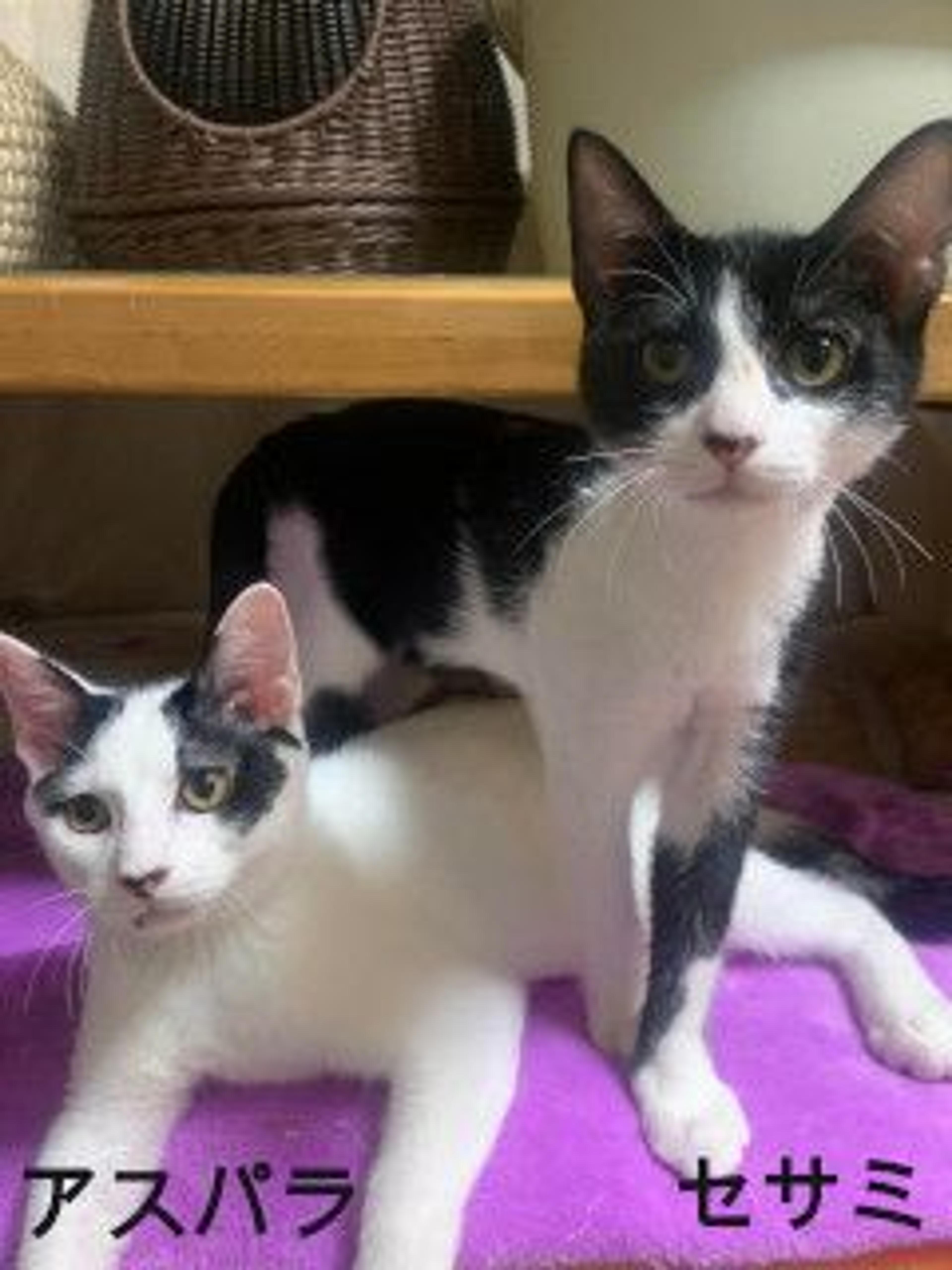 pet-image-5
