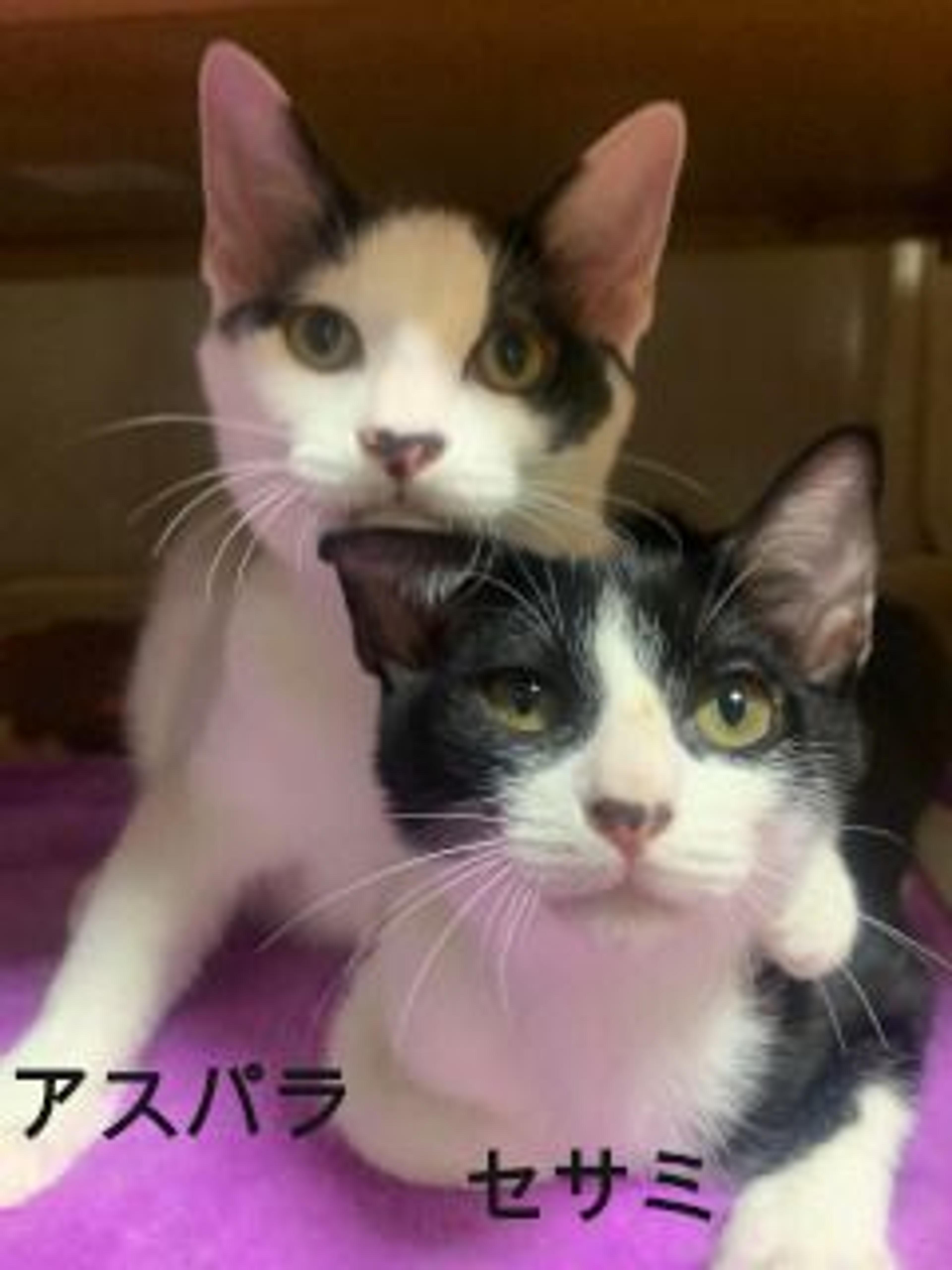 pet-image-6