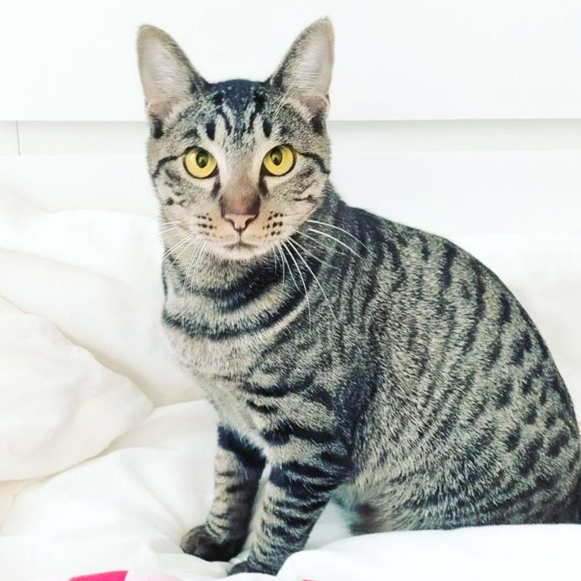 雑種（ミックス猫）・メスの里親募集の写真