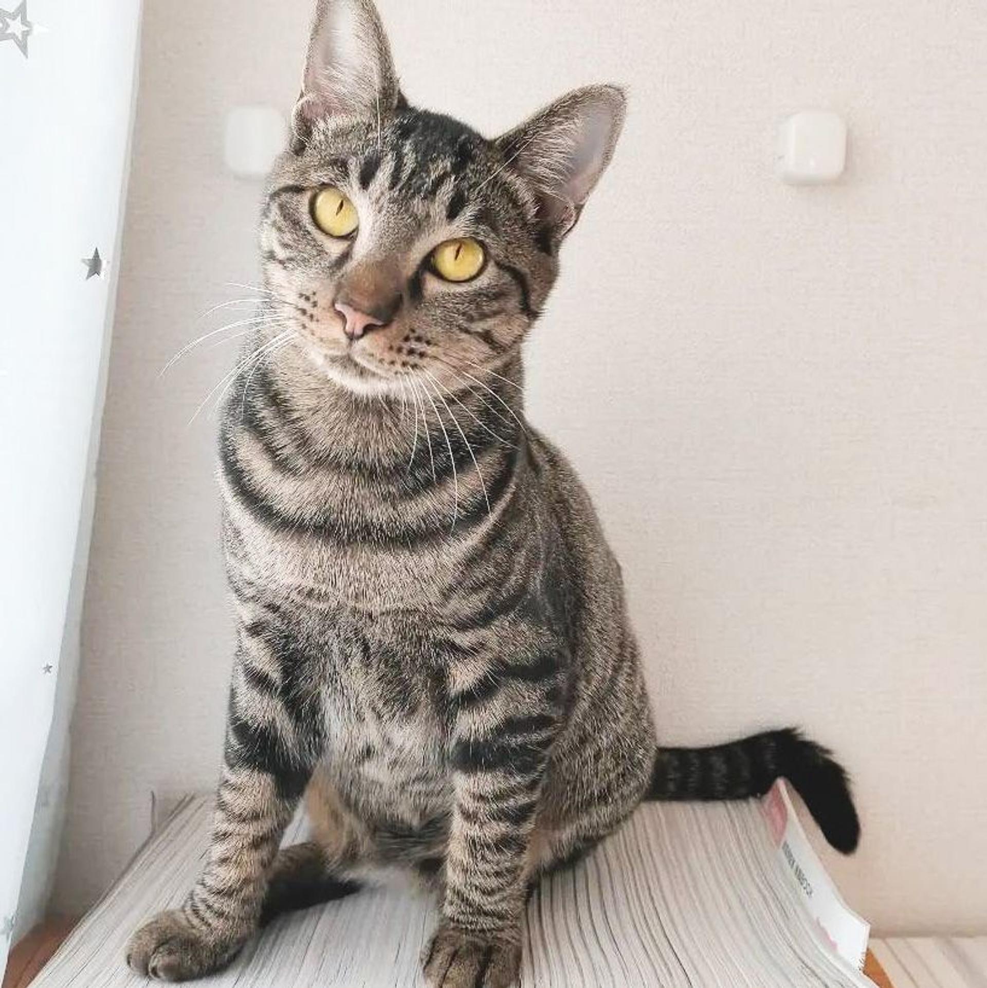 pet-image-2