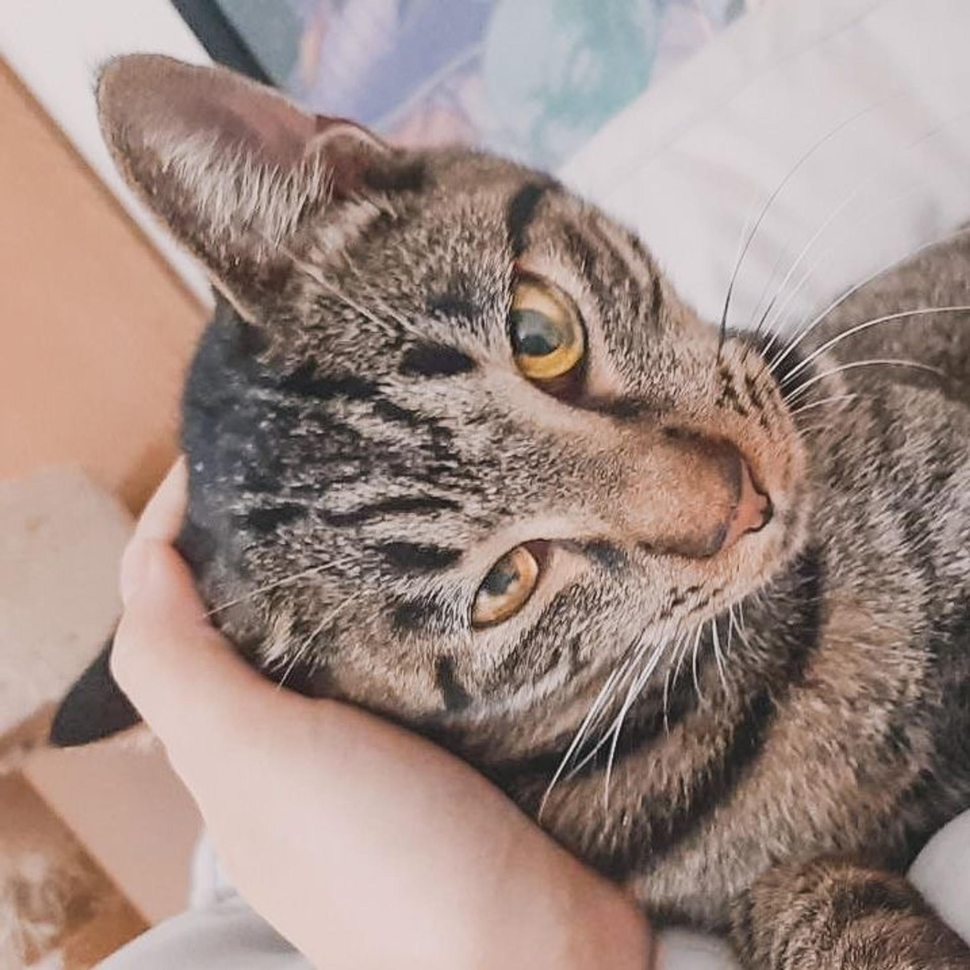pet-image-6