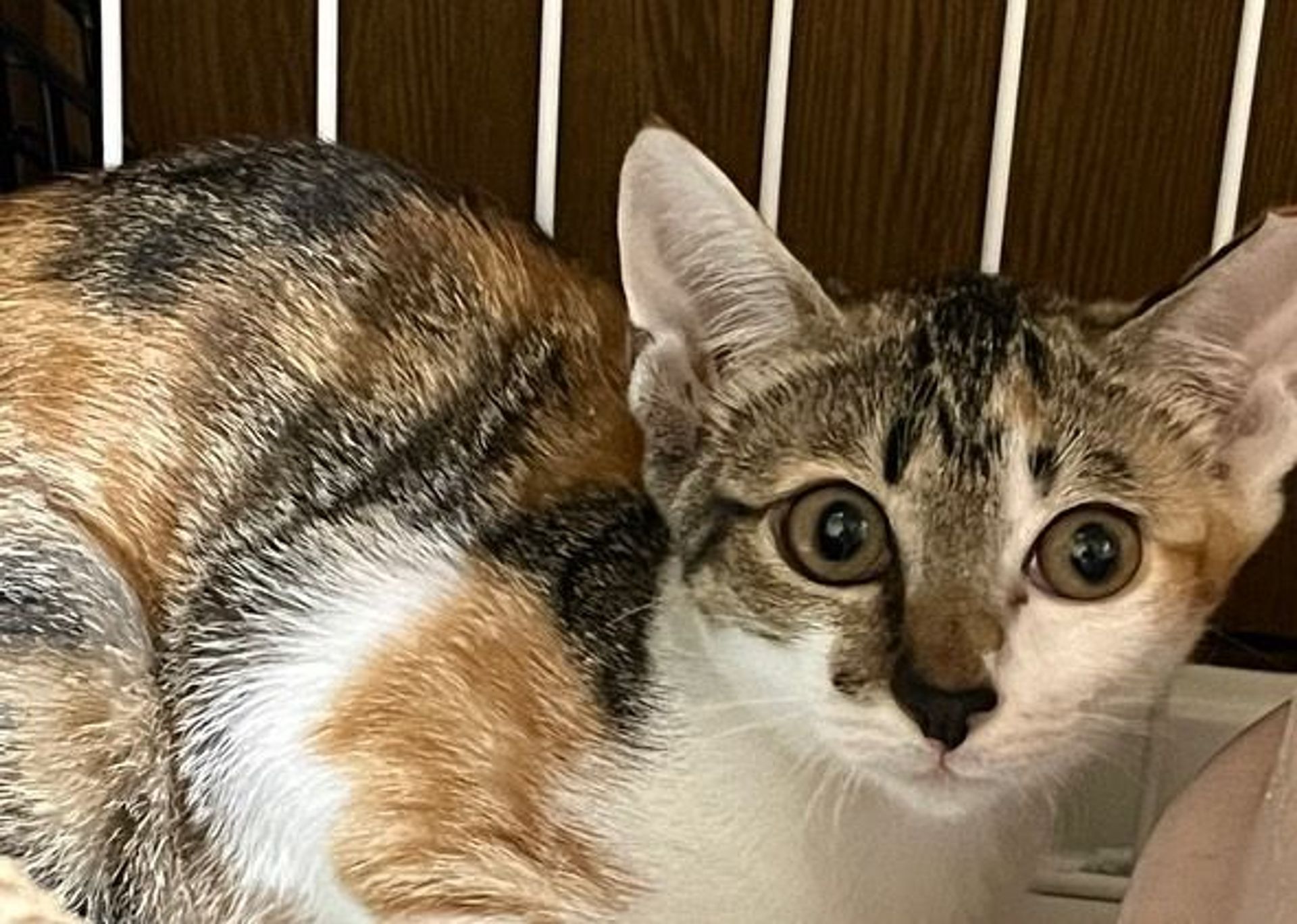 雑種（ミックス猫）・メスの里親募集の写真
