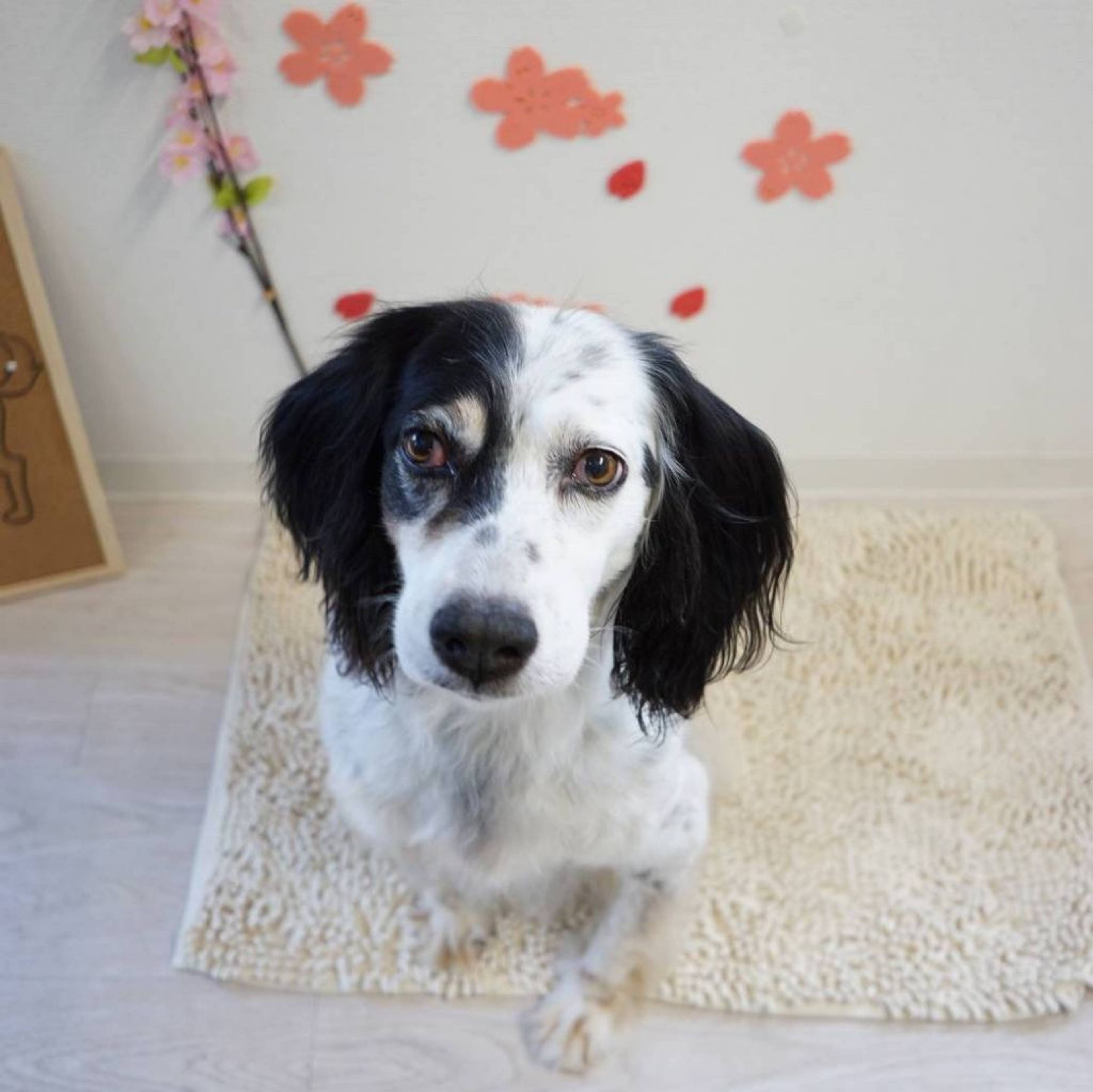 雑種（ミックス犬）・メスの里親募集の写真