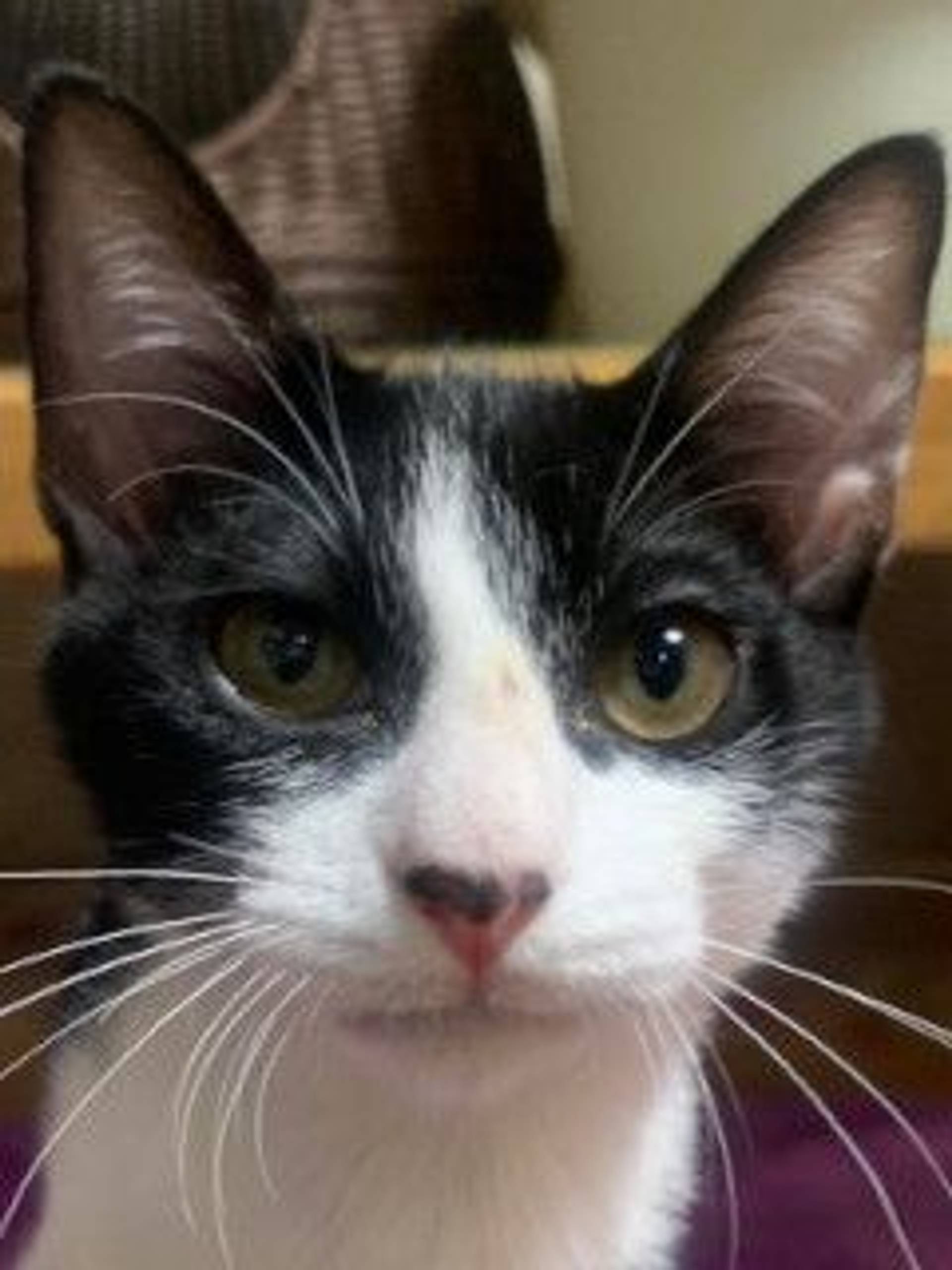 雑種（ミックス猫）・オスの里親募集の写真