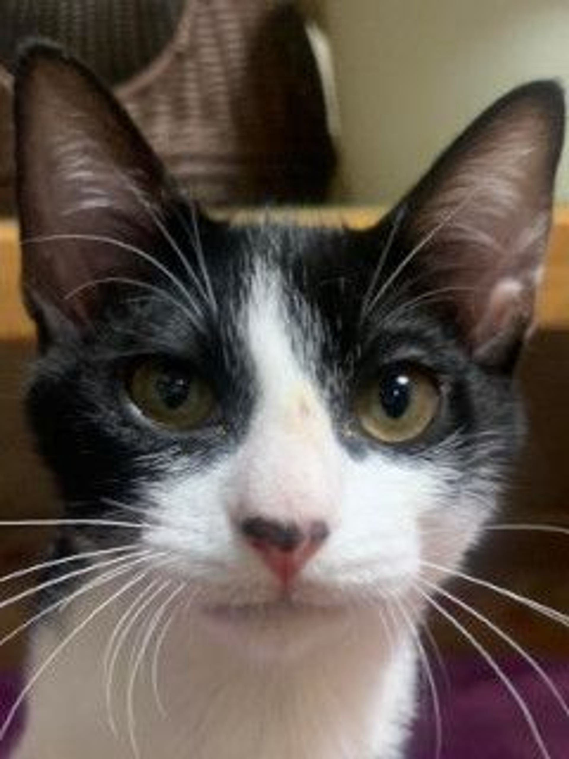 雑種（ミックス猫）・オスの里親募集の写真