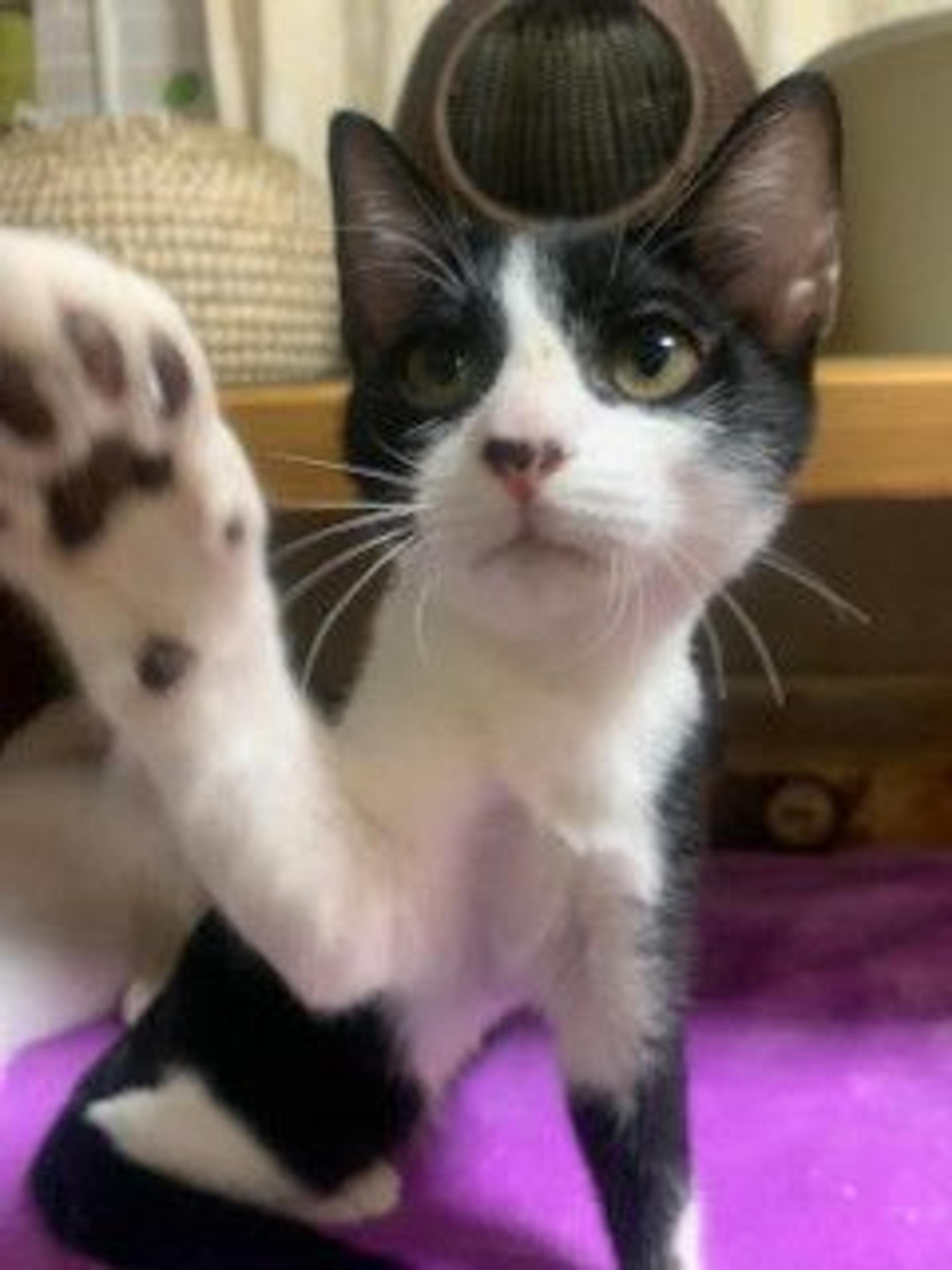 pet-image-4