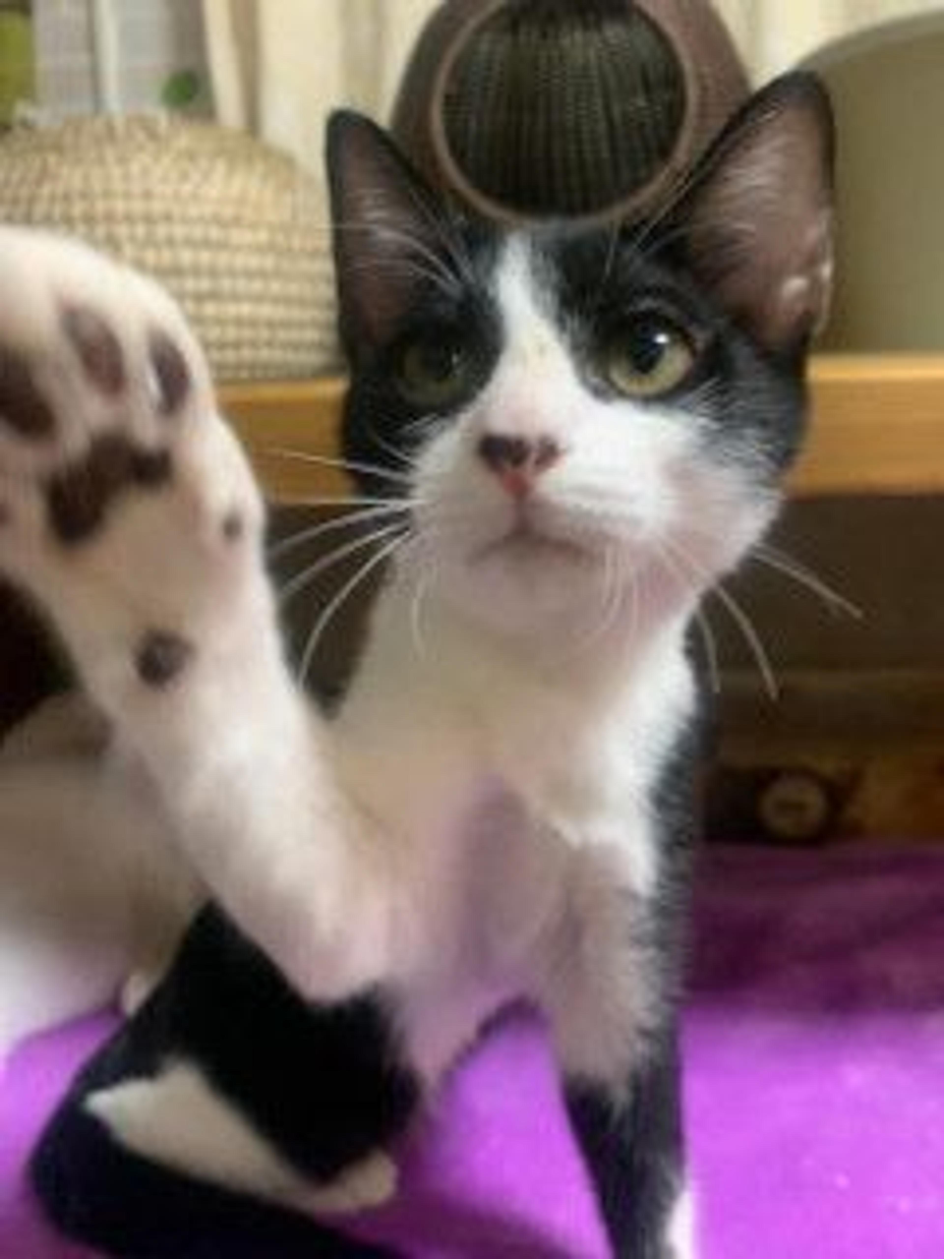 pet-image-4
