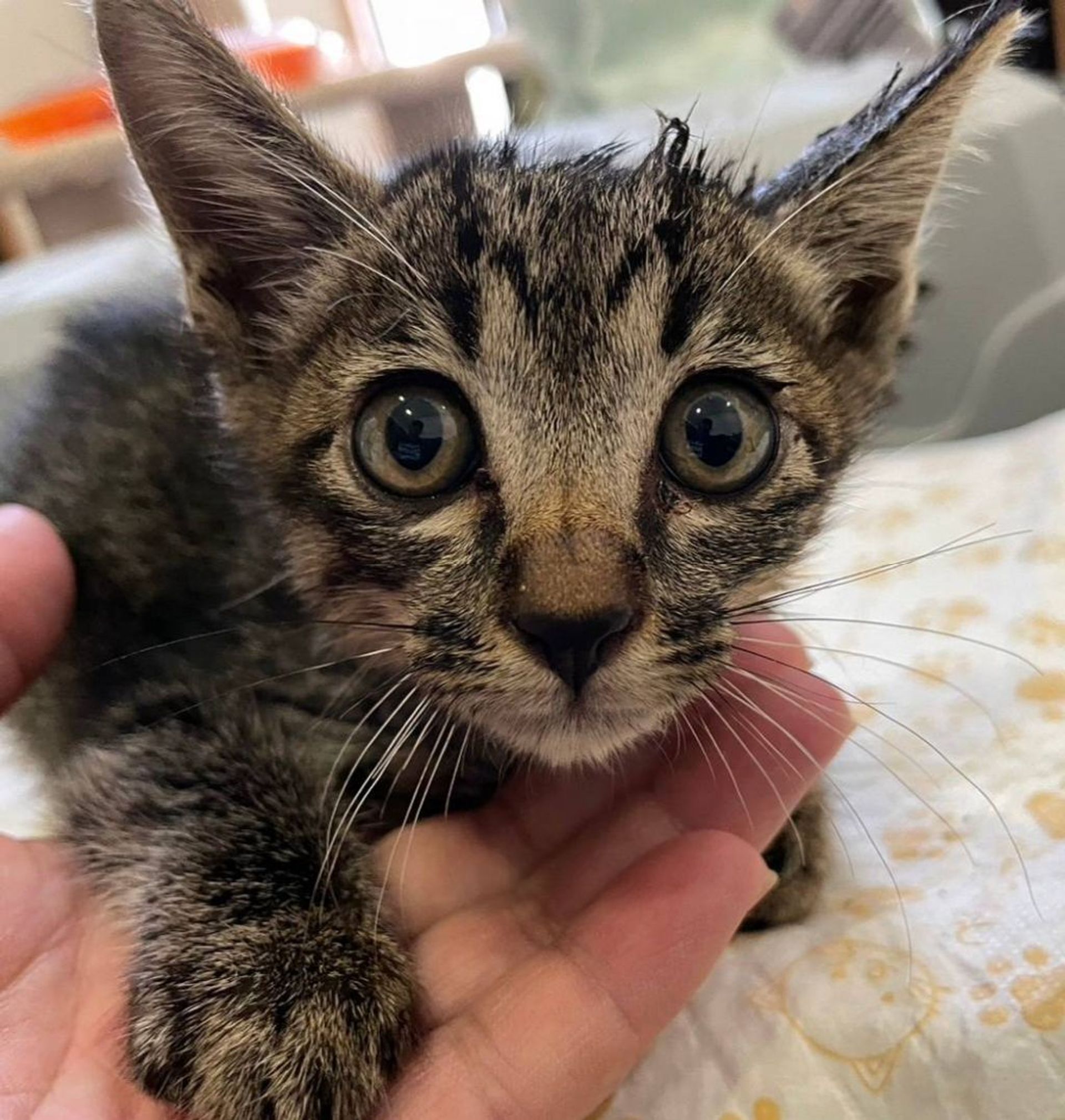 雑種（ミックス猫）・オスの里親募集の写真
