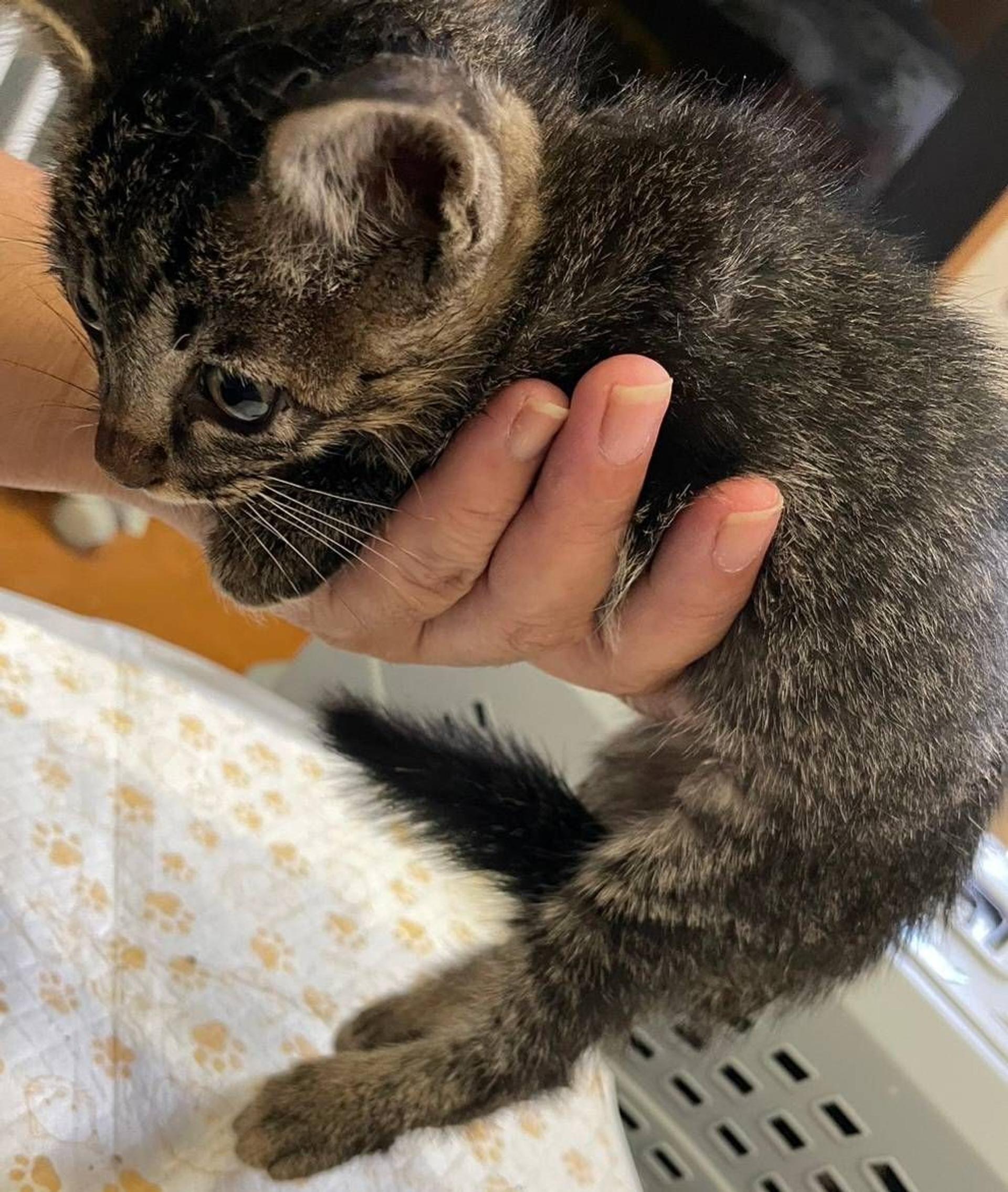 pet-image-2
