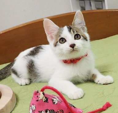 ナムナムくん
