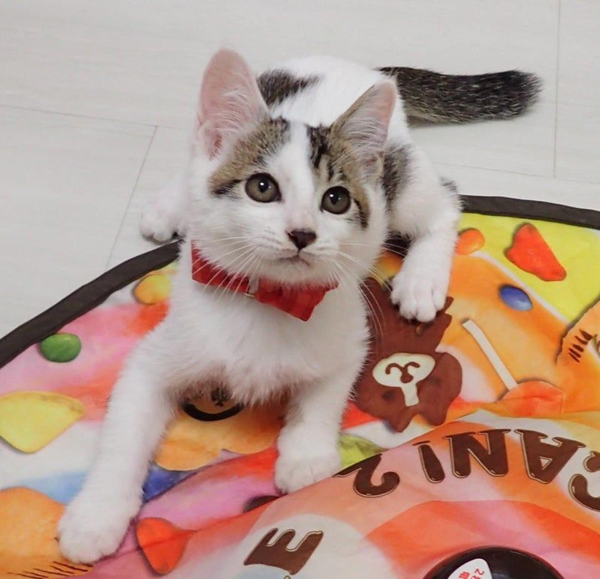 pet-image-2