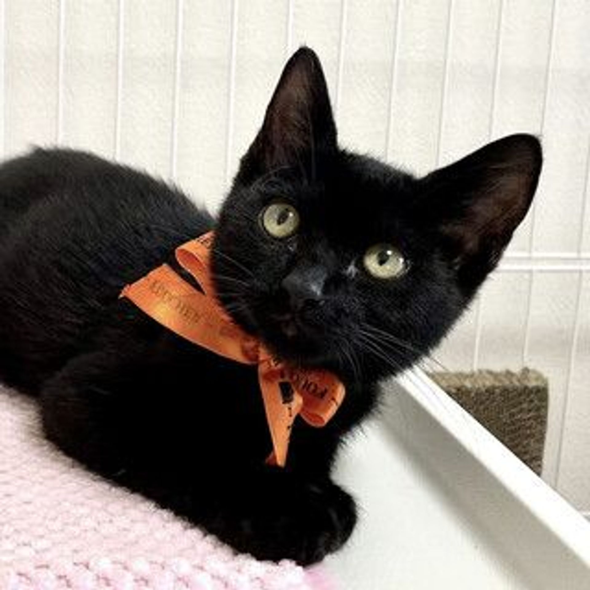 雑種（ミックス猫）・オスの里親募集の写真