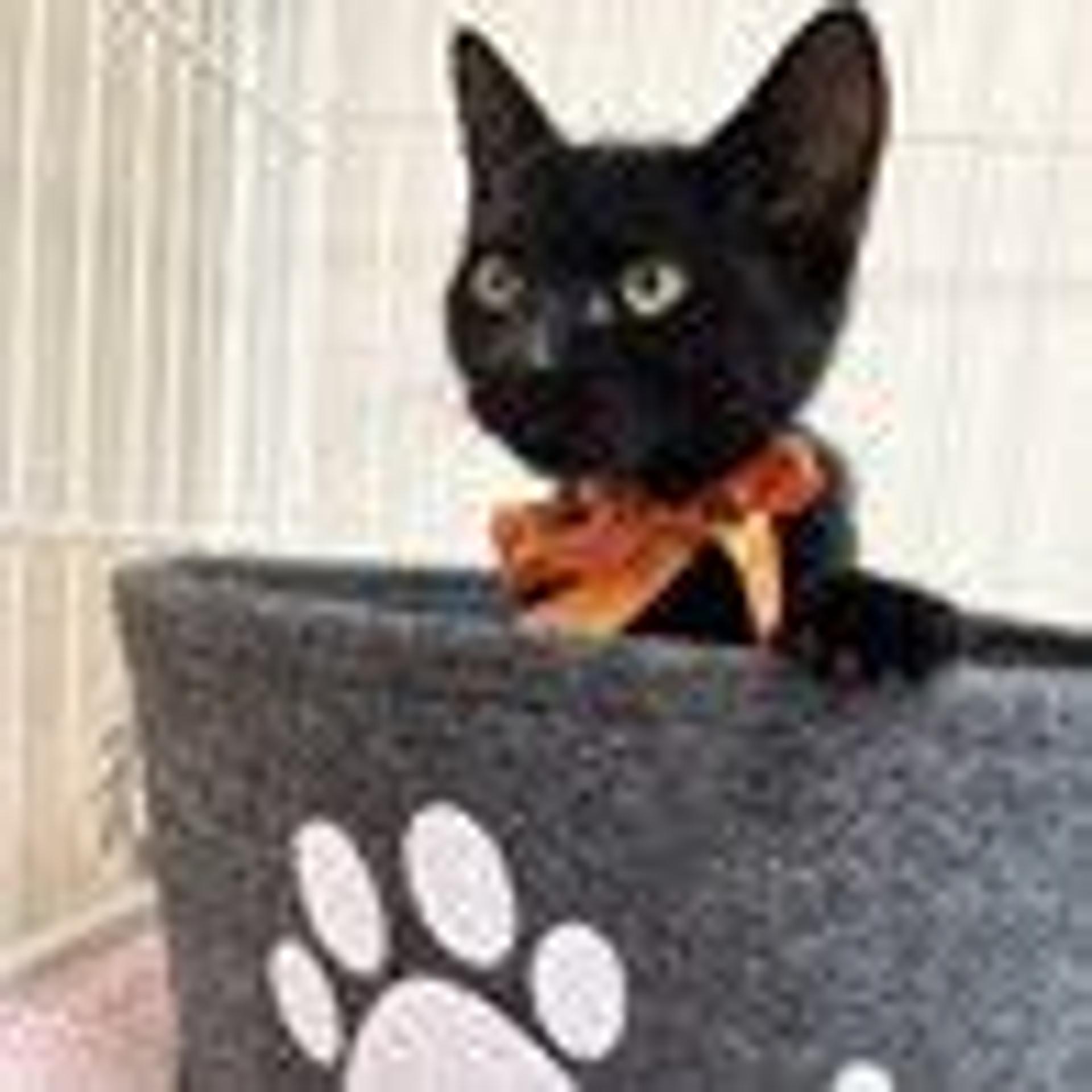 pet-image-3