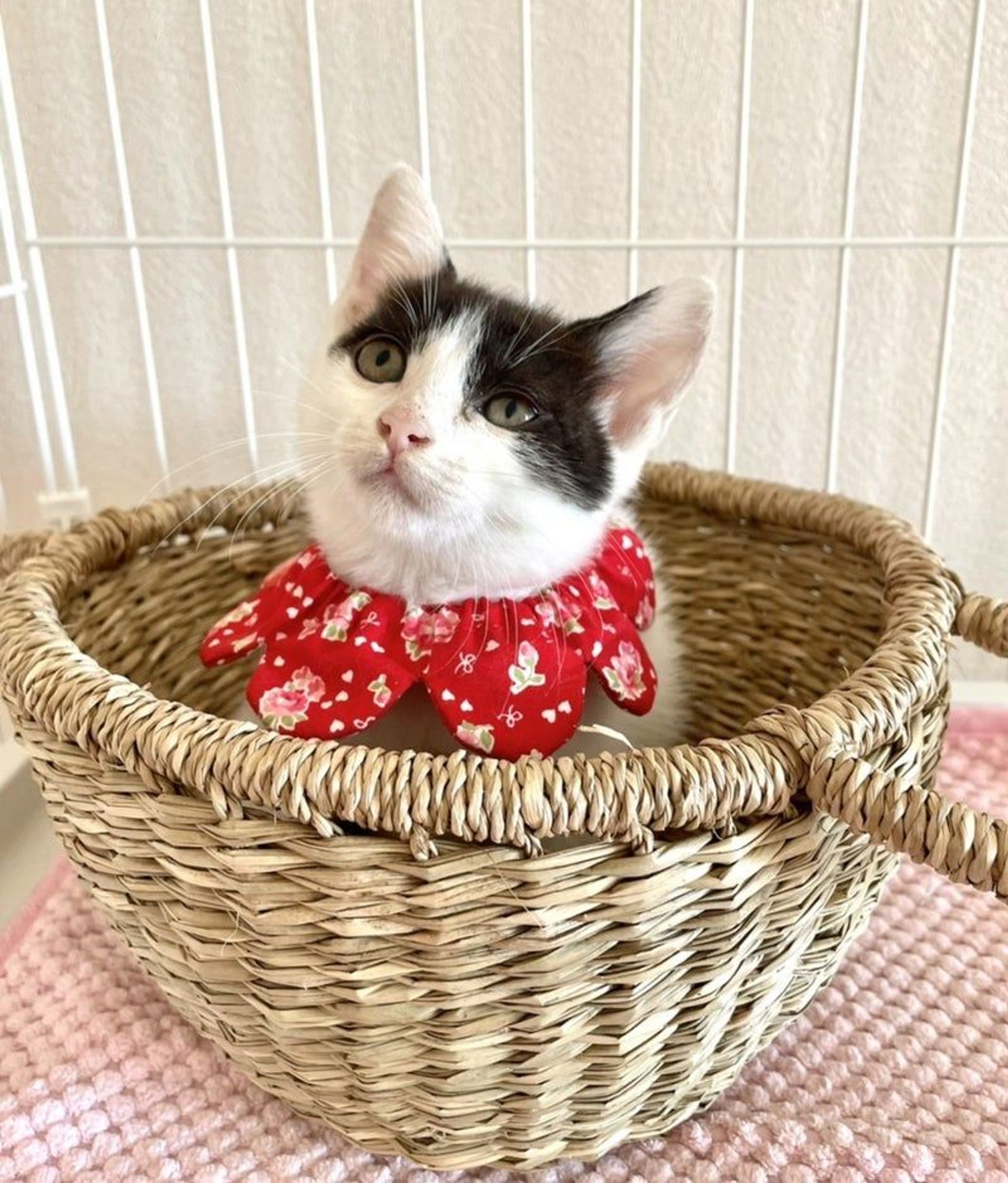 雑種（ミックス猫）・メスの里親募集の写真
