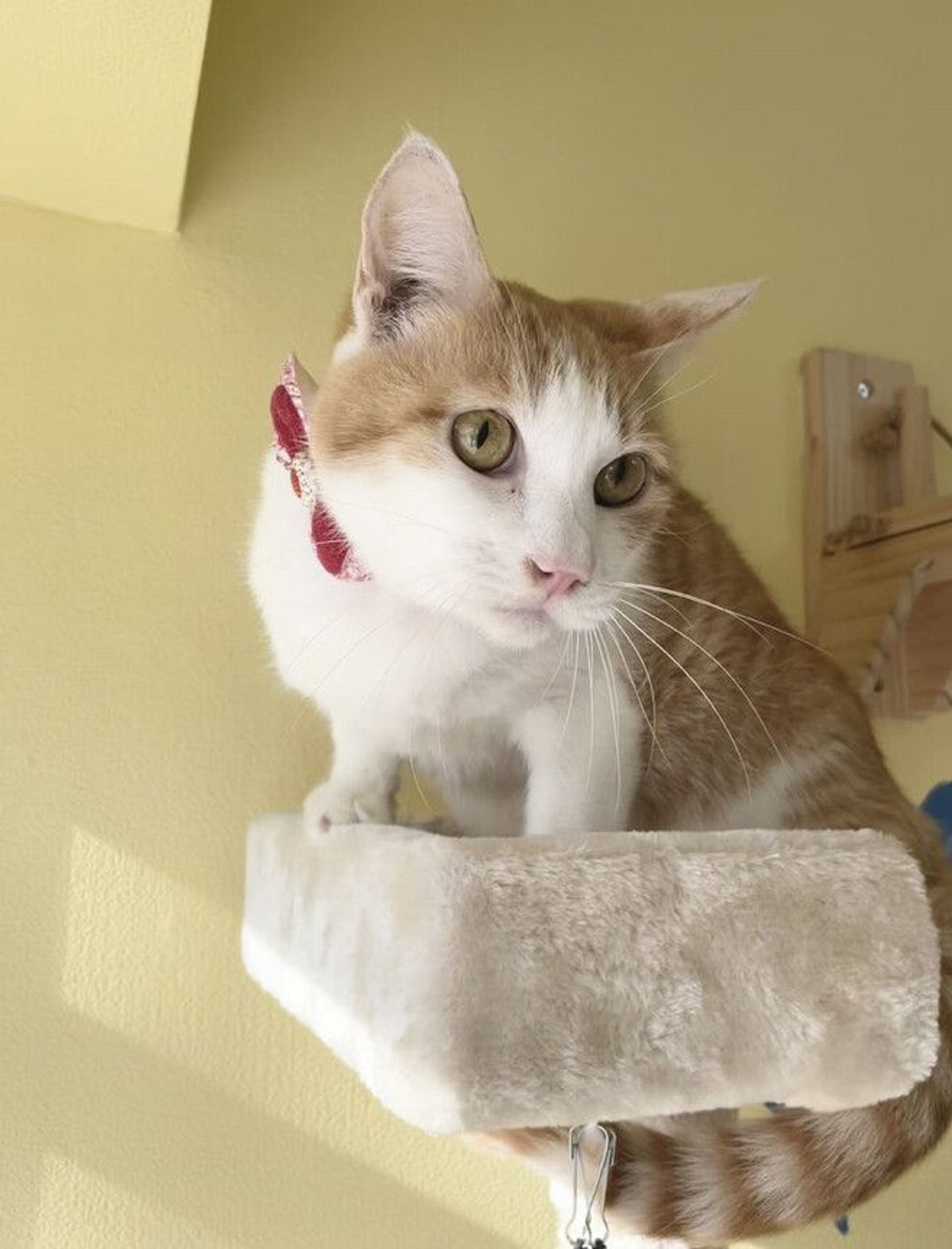雑種（ミックス猫）・メスの里親募集の写真
