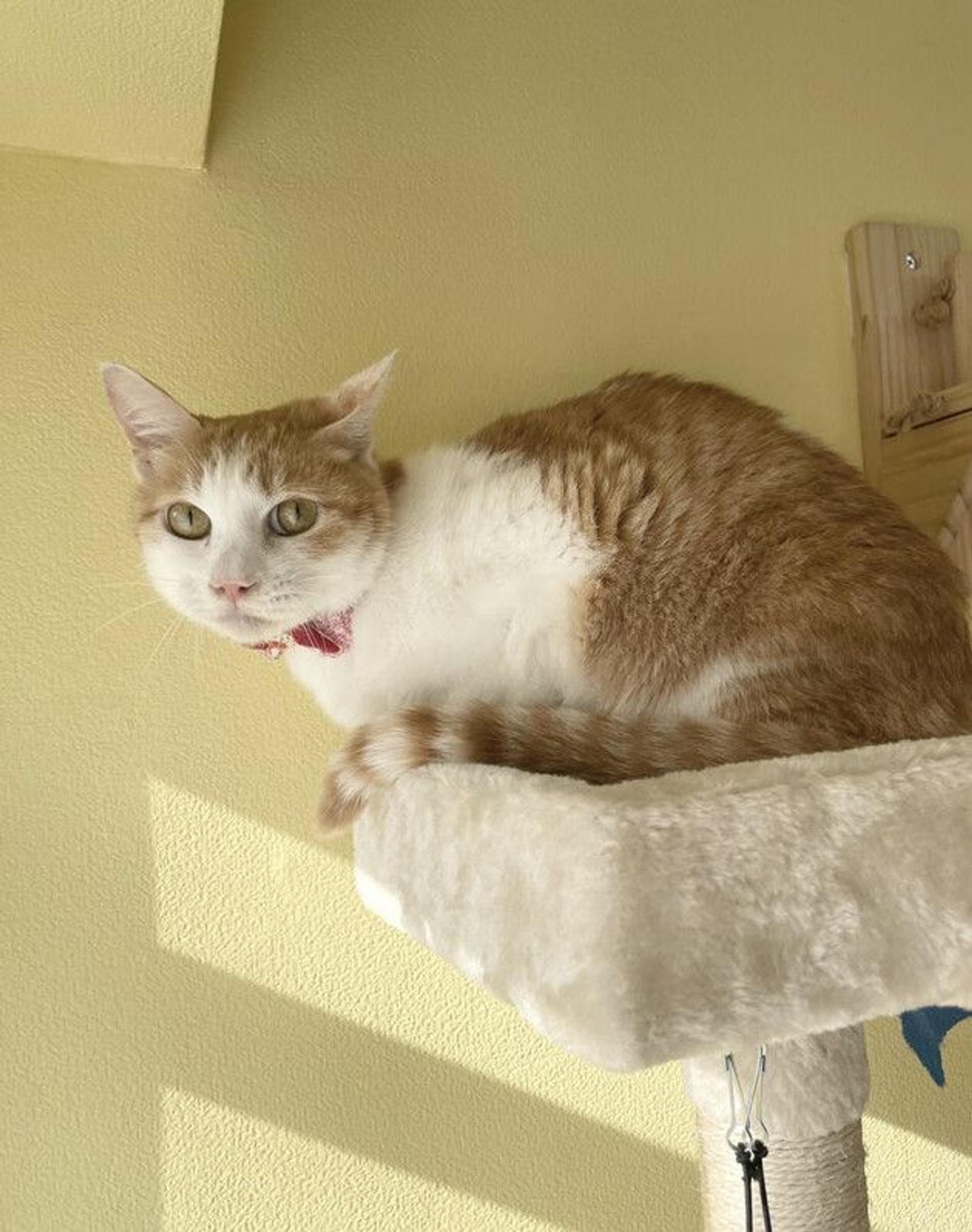 pet-image-2
