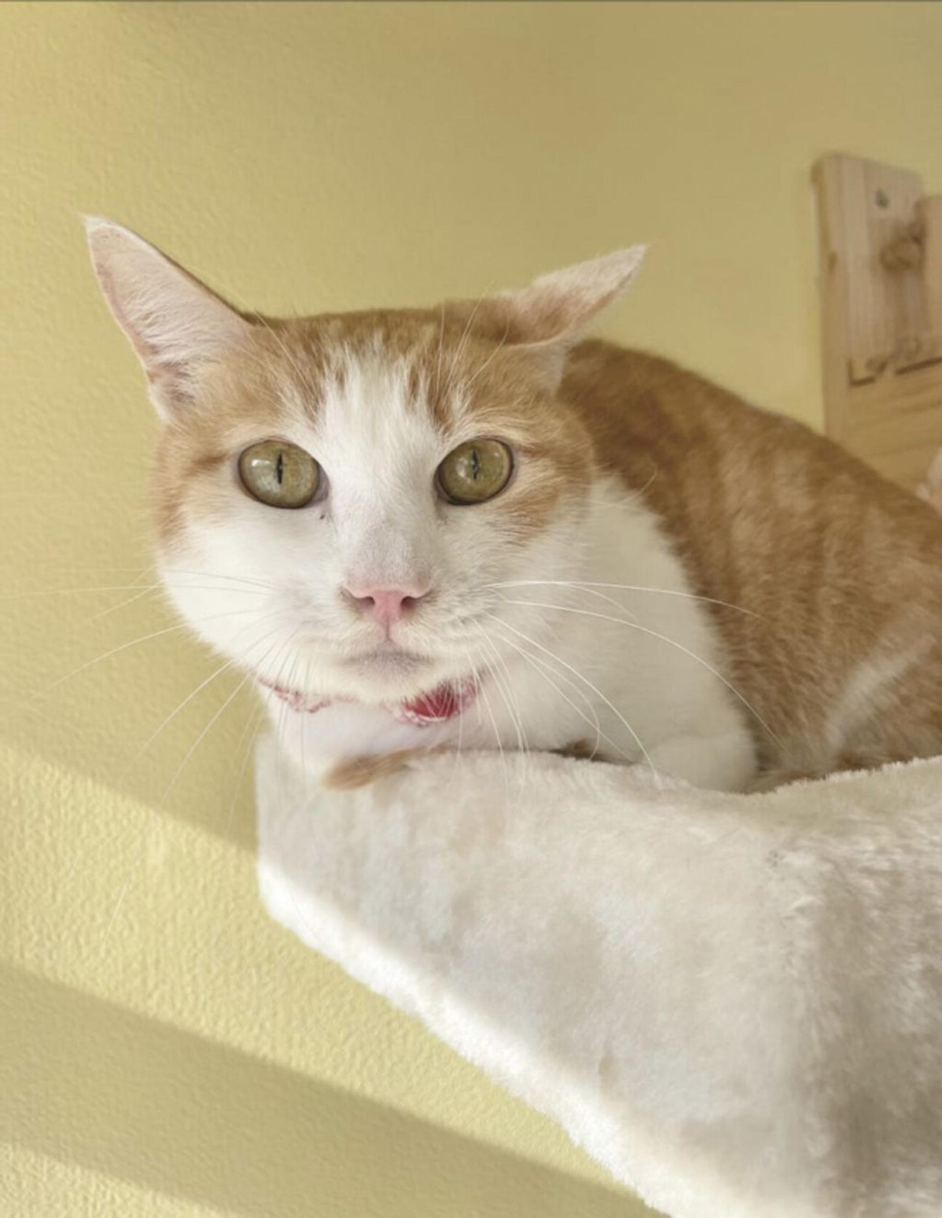 pet-image-3