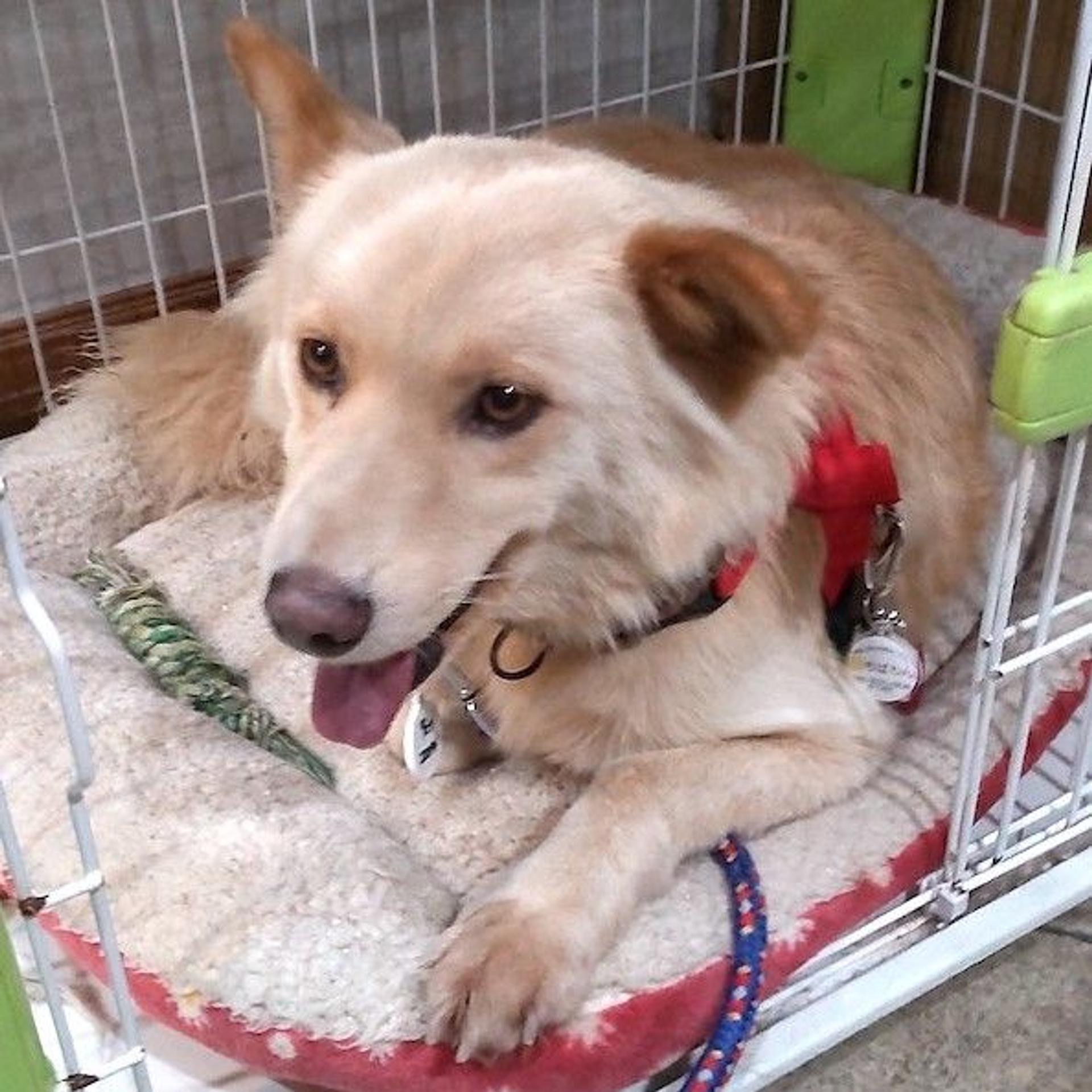 pet-image-2