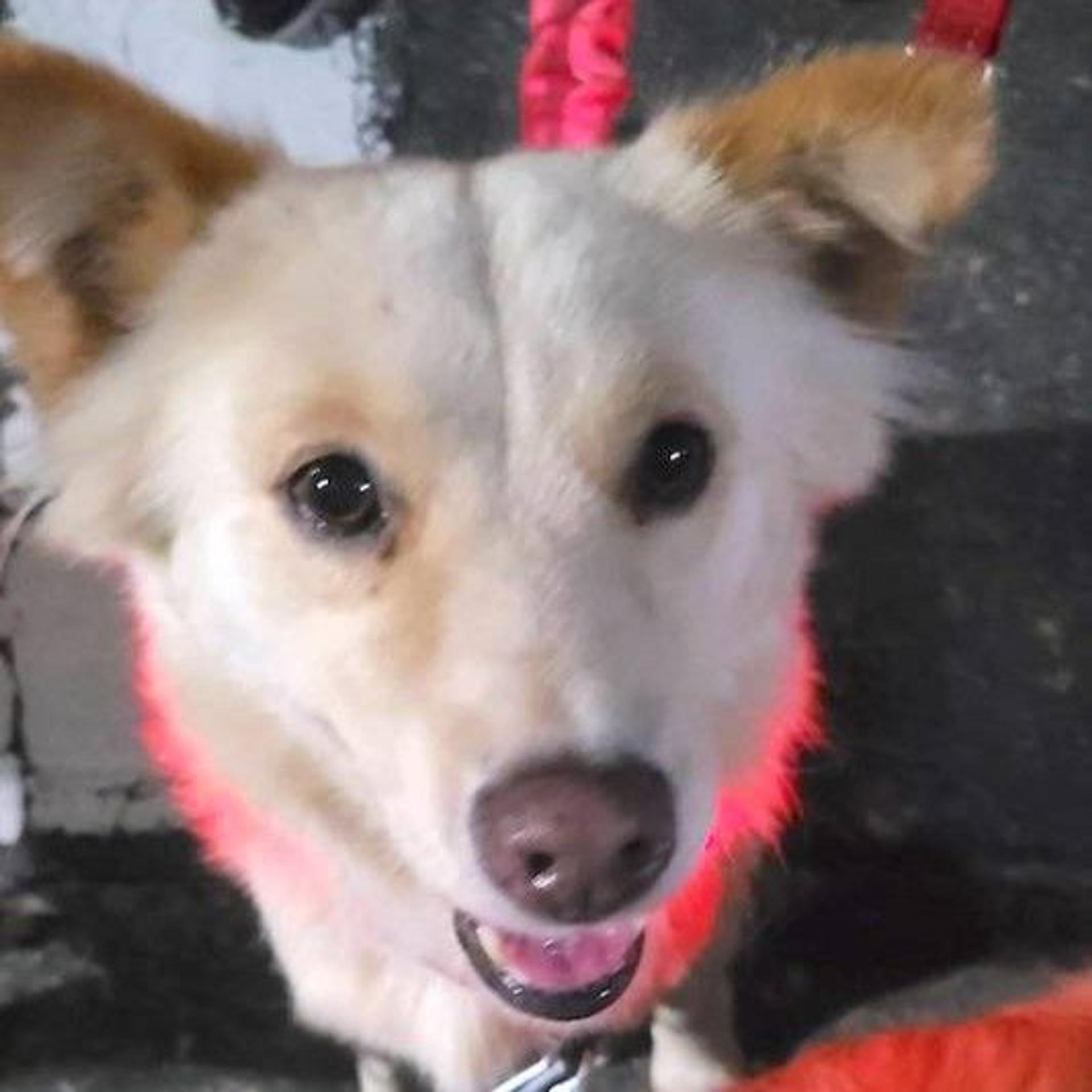 pet-image-4