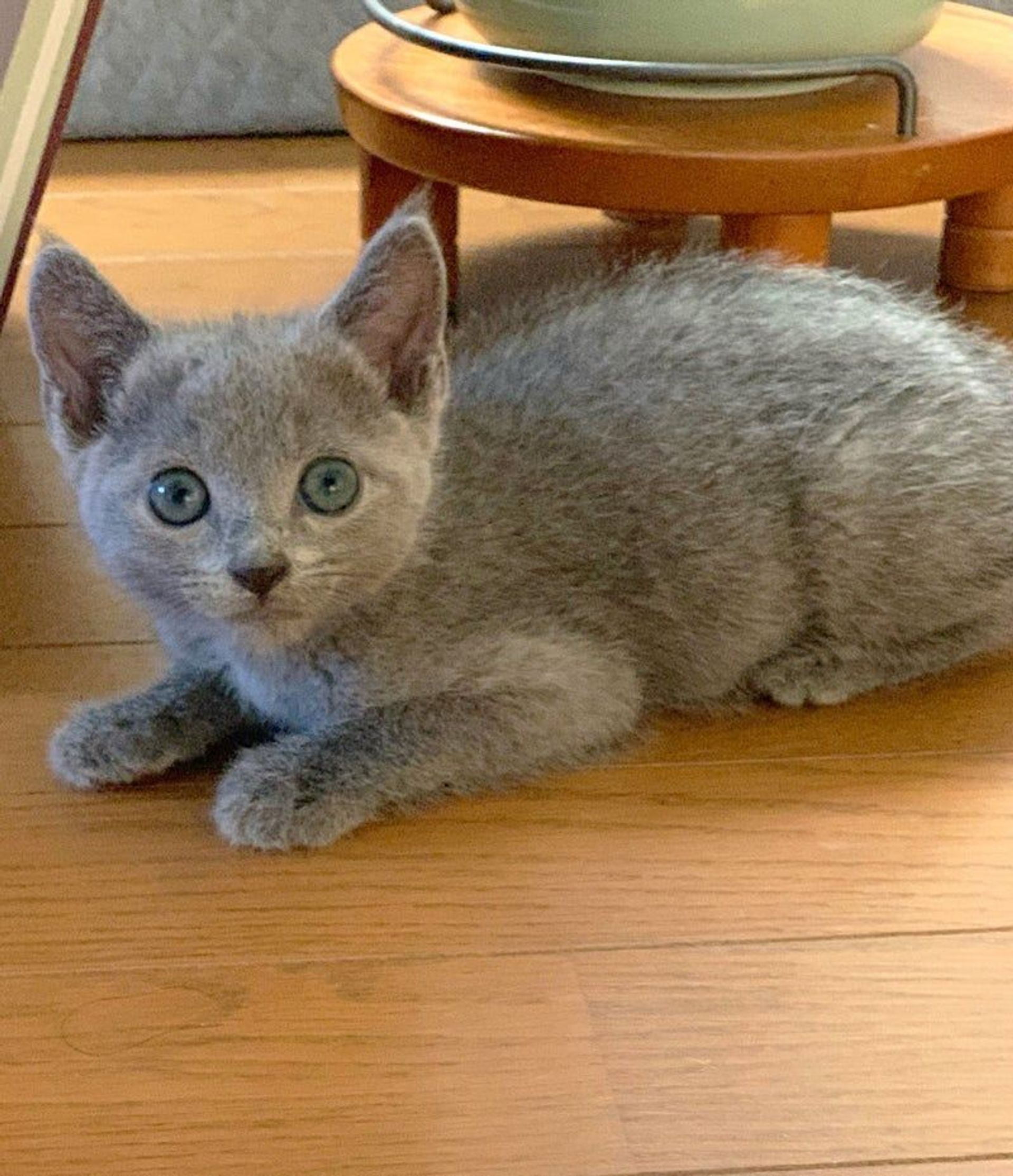 雑種（ミックス猫）・オスの里親募集の写真