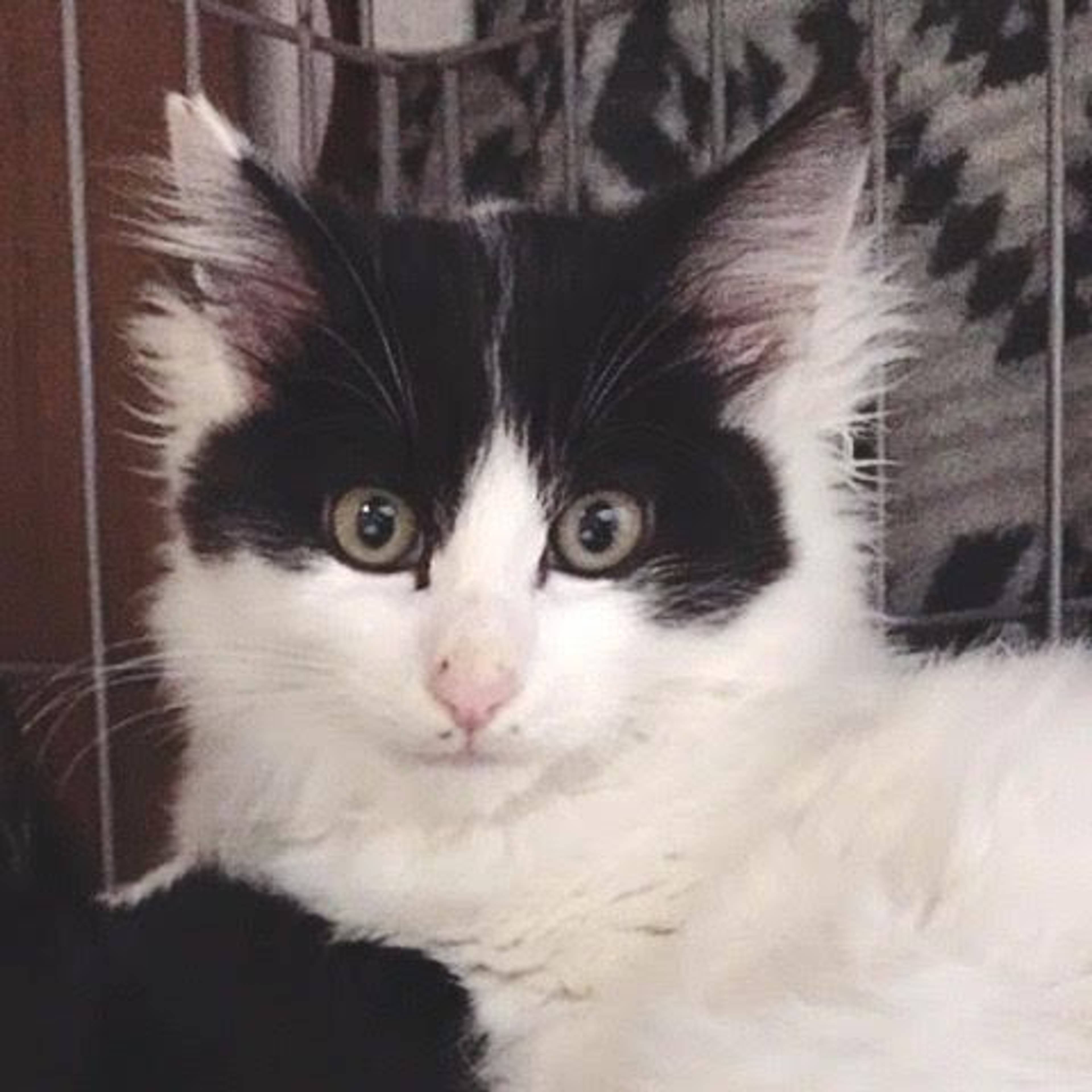 雑種（ミックス猫）・オスの里親募集の写真