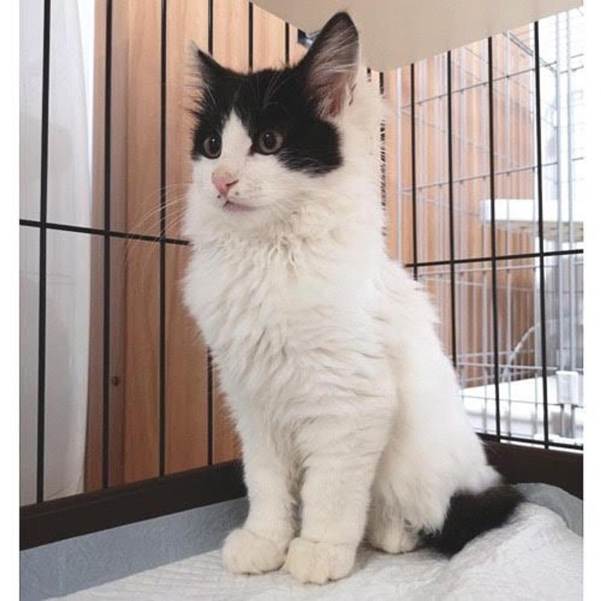 pet-image-2