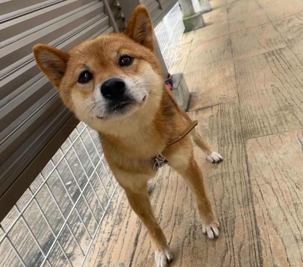 とても良い子です。柴犬好きの家族に迎えてほしいです♪ | 柴犬 | 愛護団体 わんにゃん小梅保育園 ＦＡＲＣＯ | OMUSUBI by  ペトコト｜保護犬・保護猫マッチングサイト