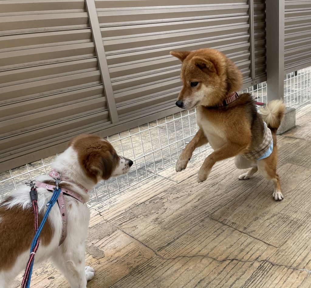 とても良い子です。柴犬好きの家族に迎えてほしいです♪ | 柴犬 | 愛護 