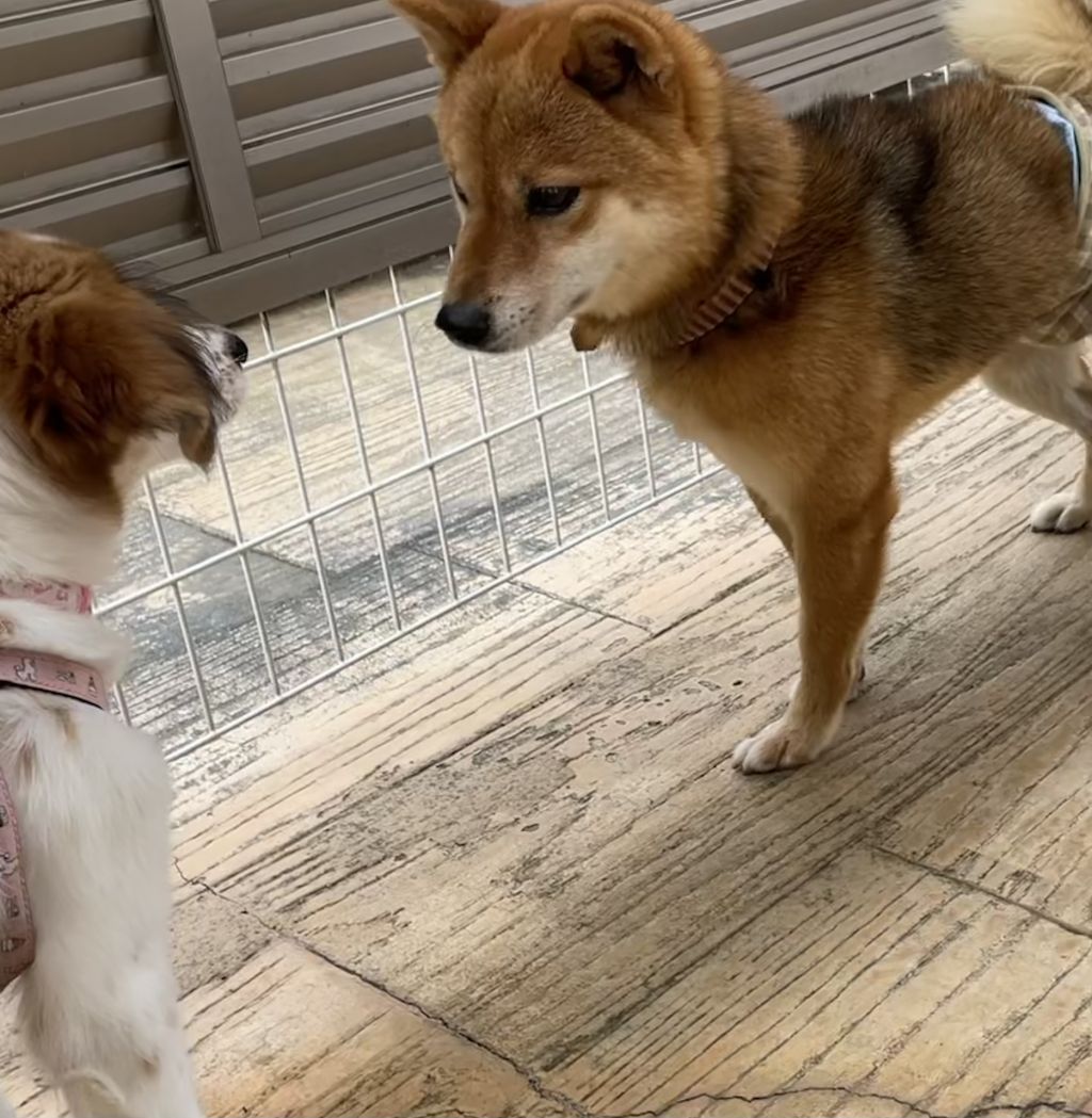 とても良い子です。柴犬好きの家族に迎えてほしいです♪ | 柴犬 | 愛護 