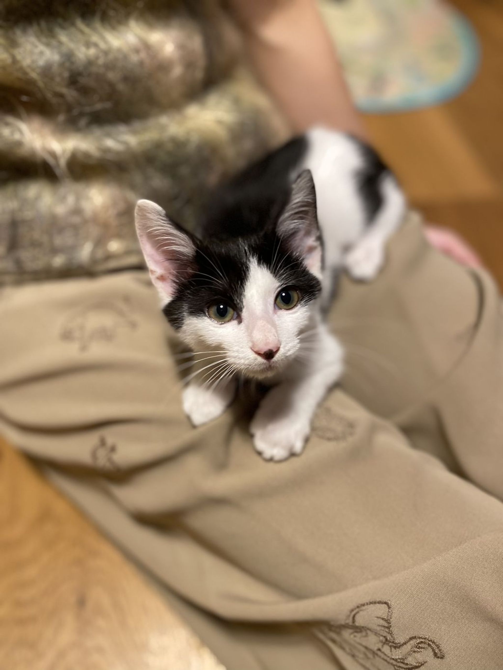 雑種（ミックス猫）・オスの里親募集の写真
