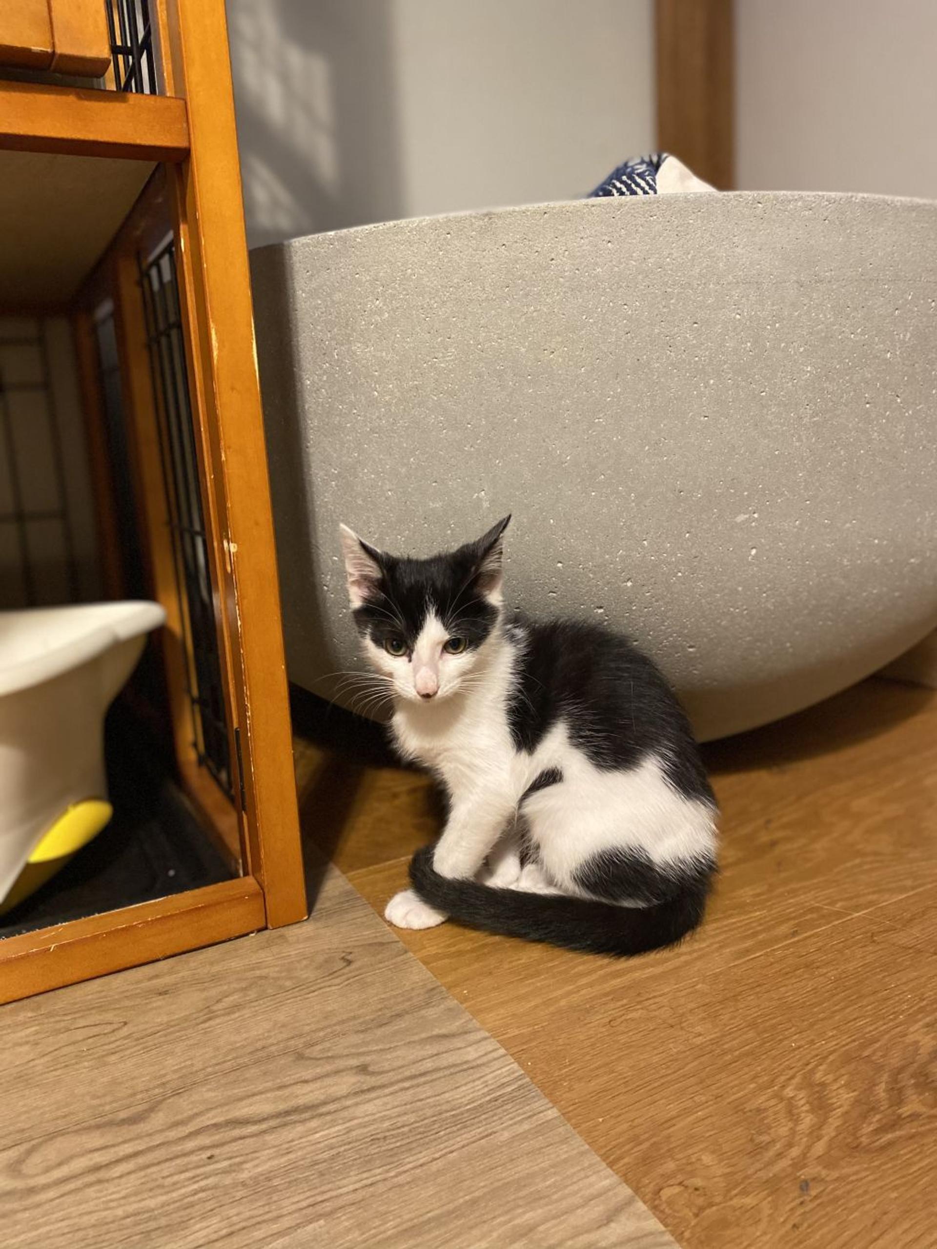 pet-image-3