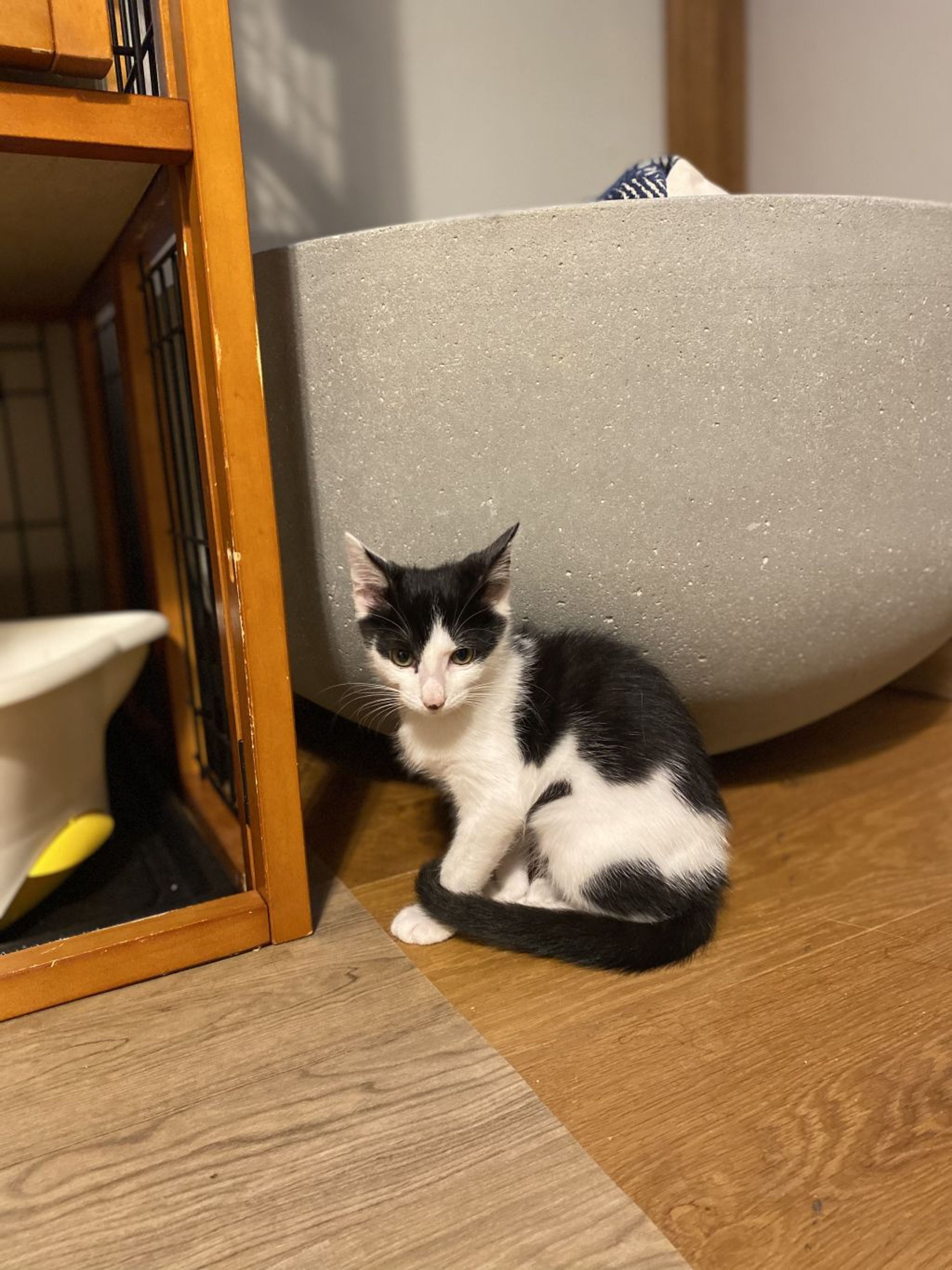 pet-image-3