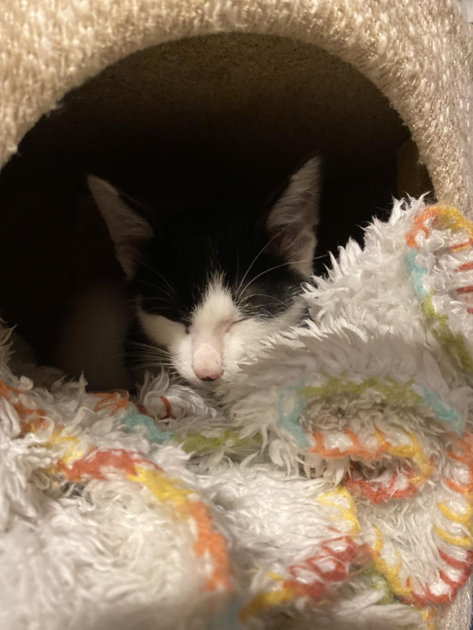 pet-image-6