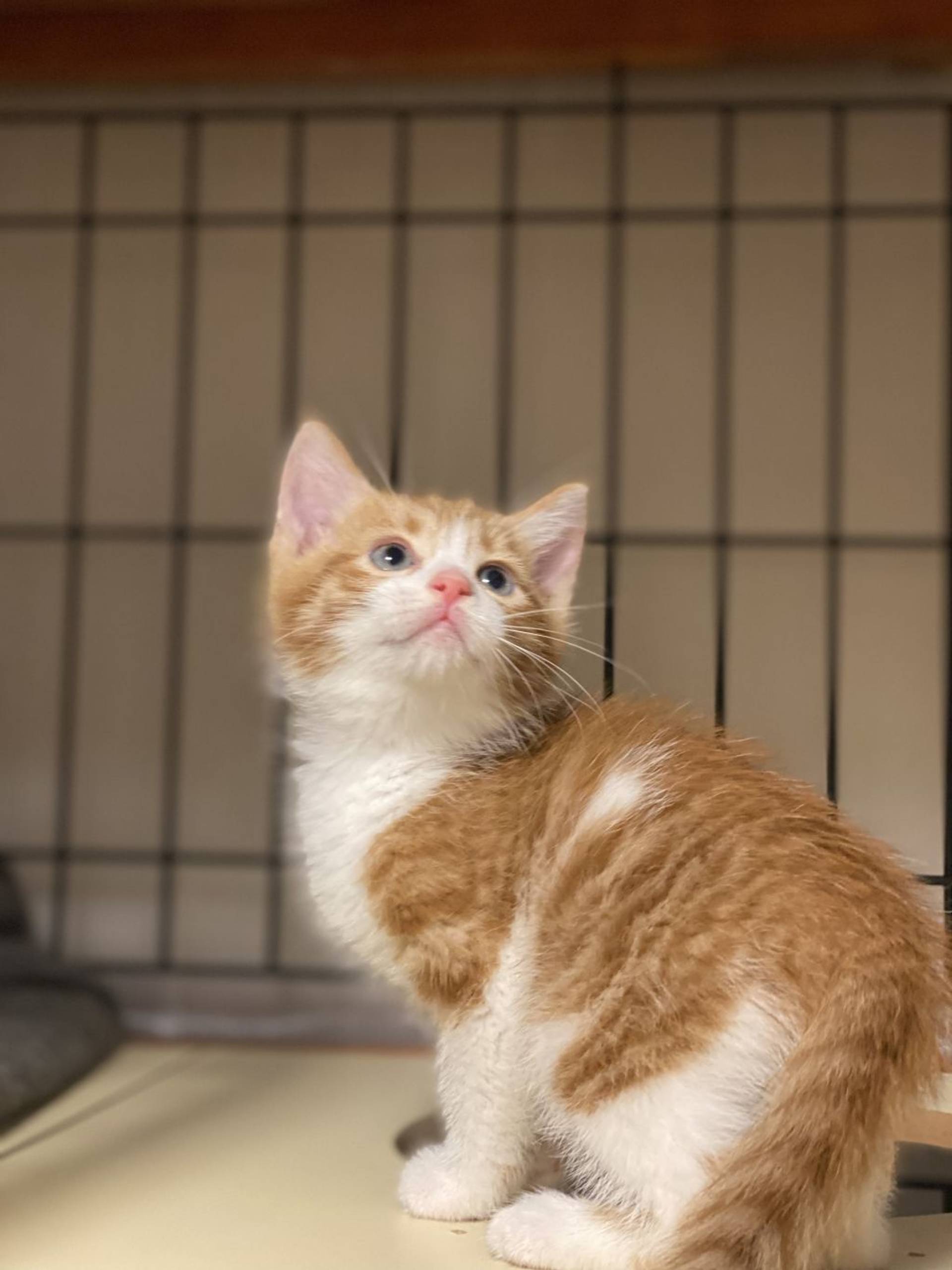 雑種（ミックス猫）・オスの里親募集の写真