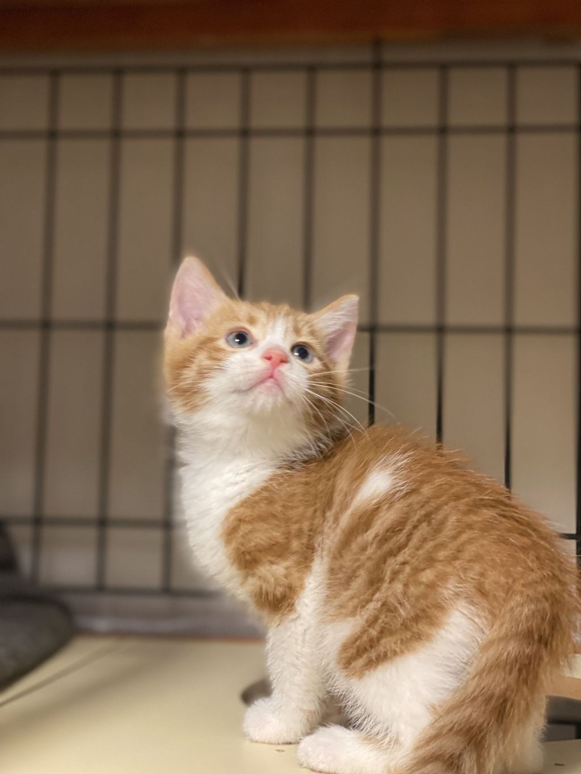 雑種（ミックス猫）・オスの里親募集の写真