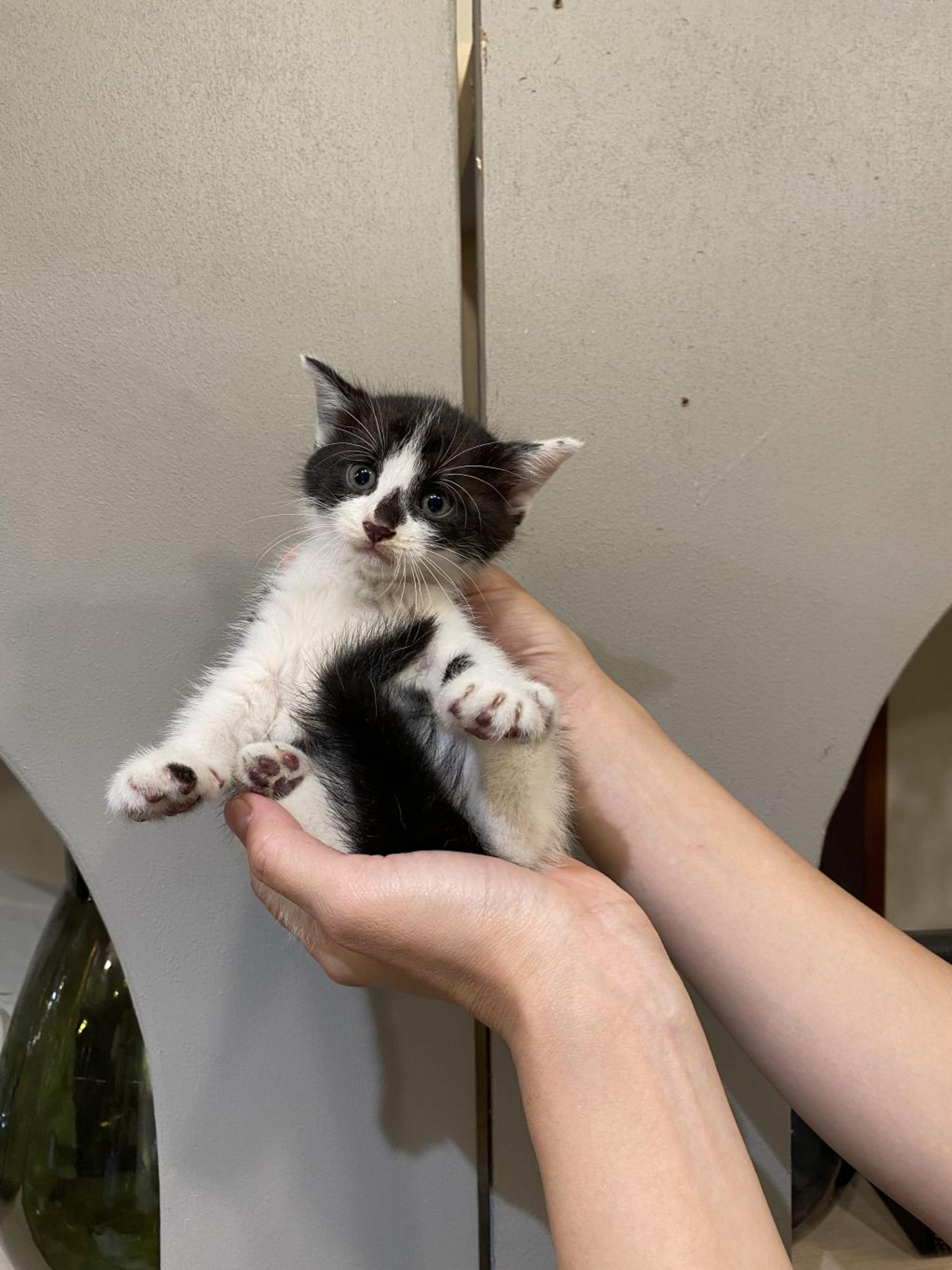 pet-image-5