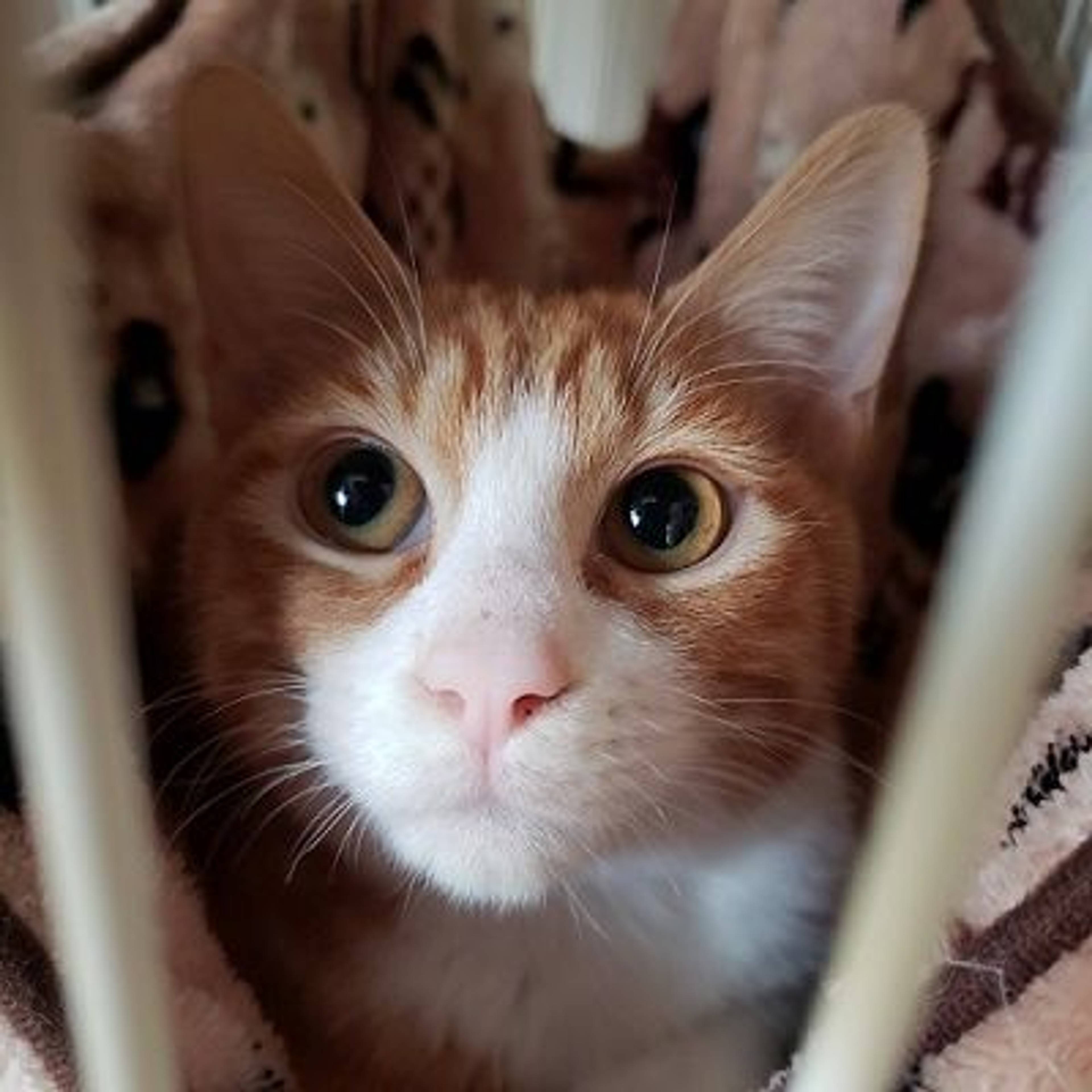 雑種（ミックス猫）・オスの里親募集の写真