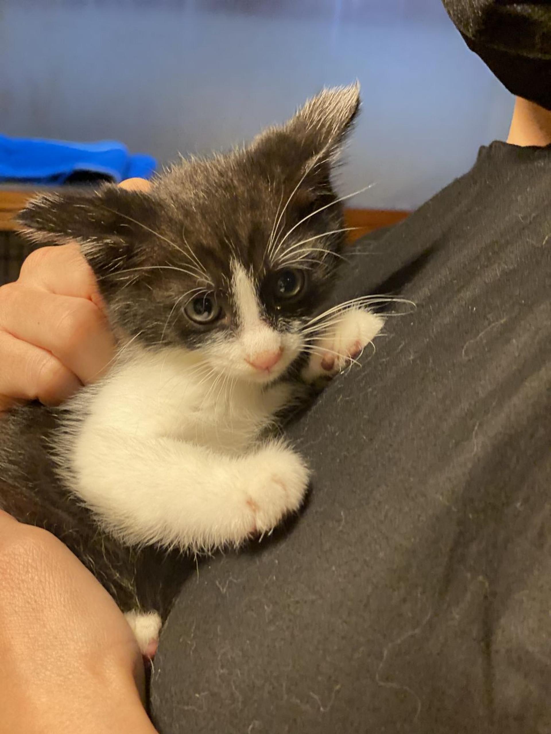 pet-image-2
