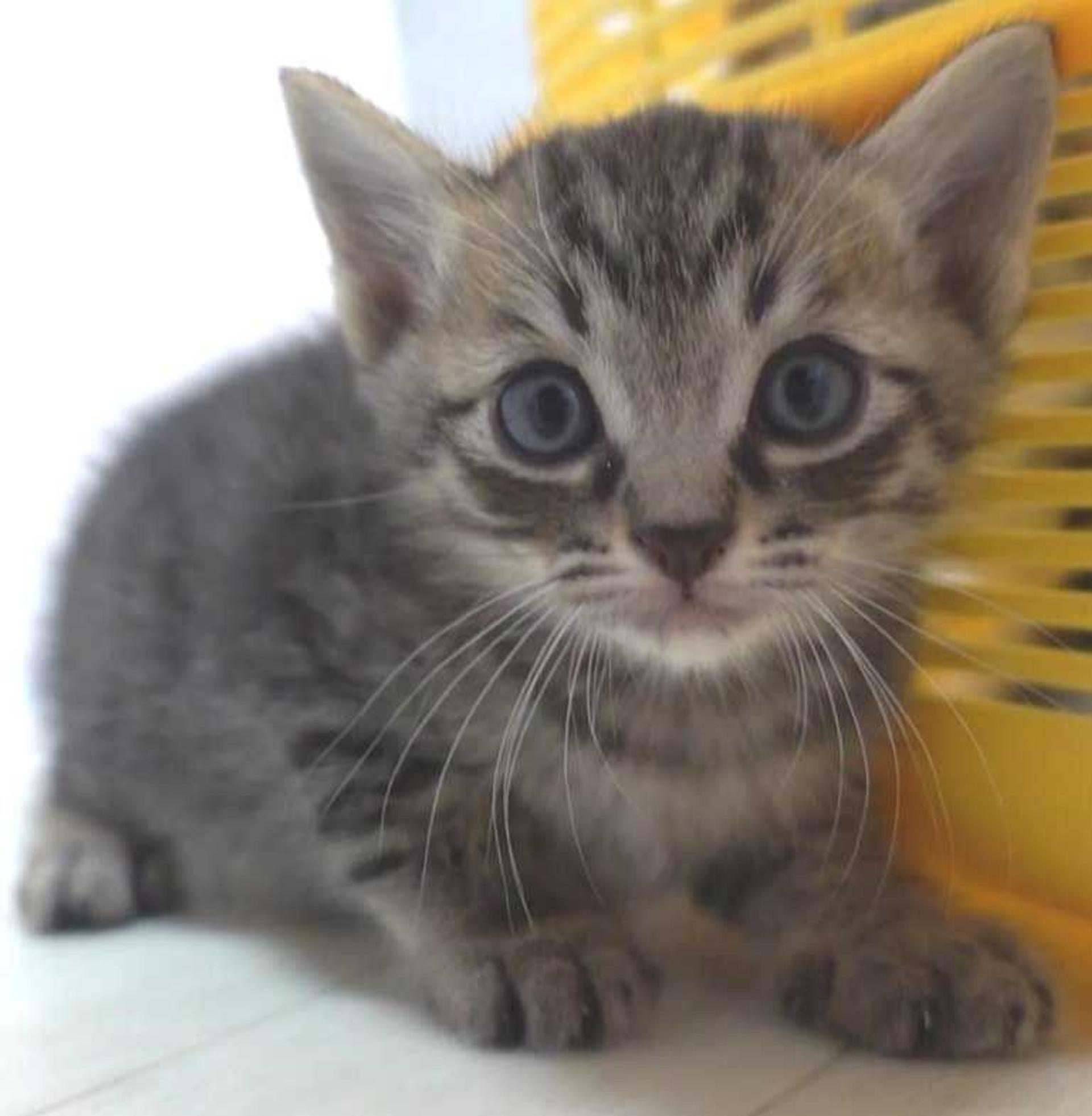 pet-image-2