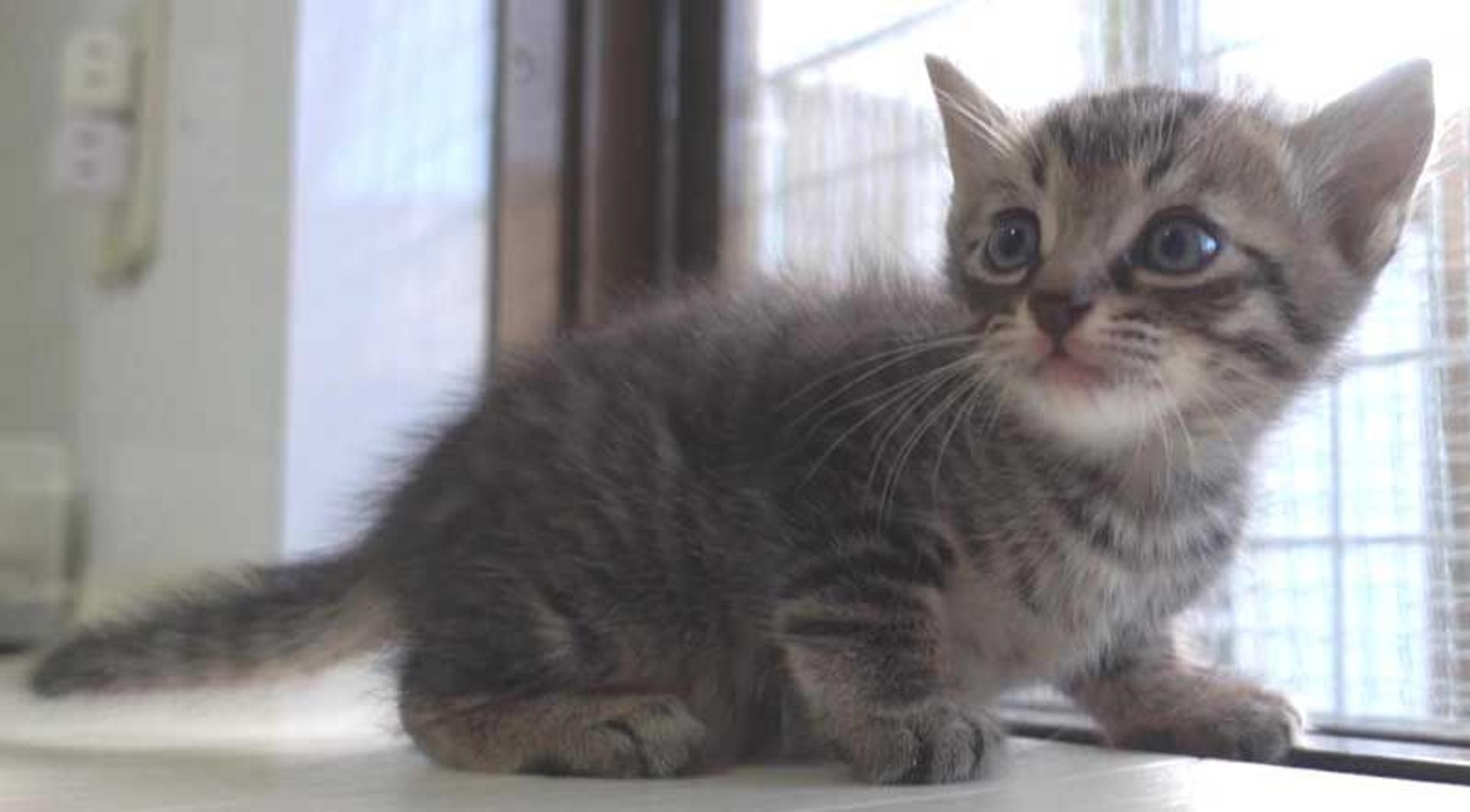 pet-image-4