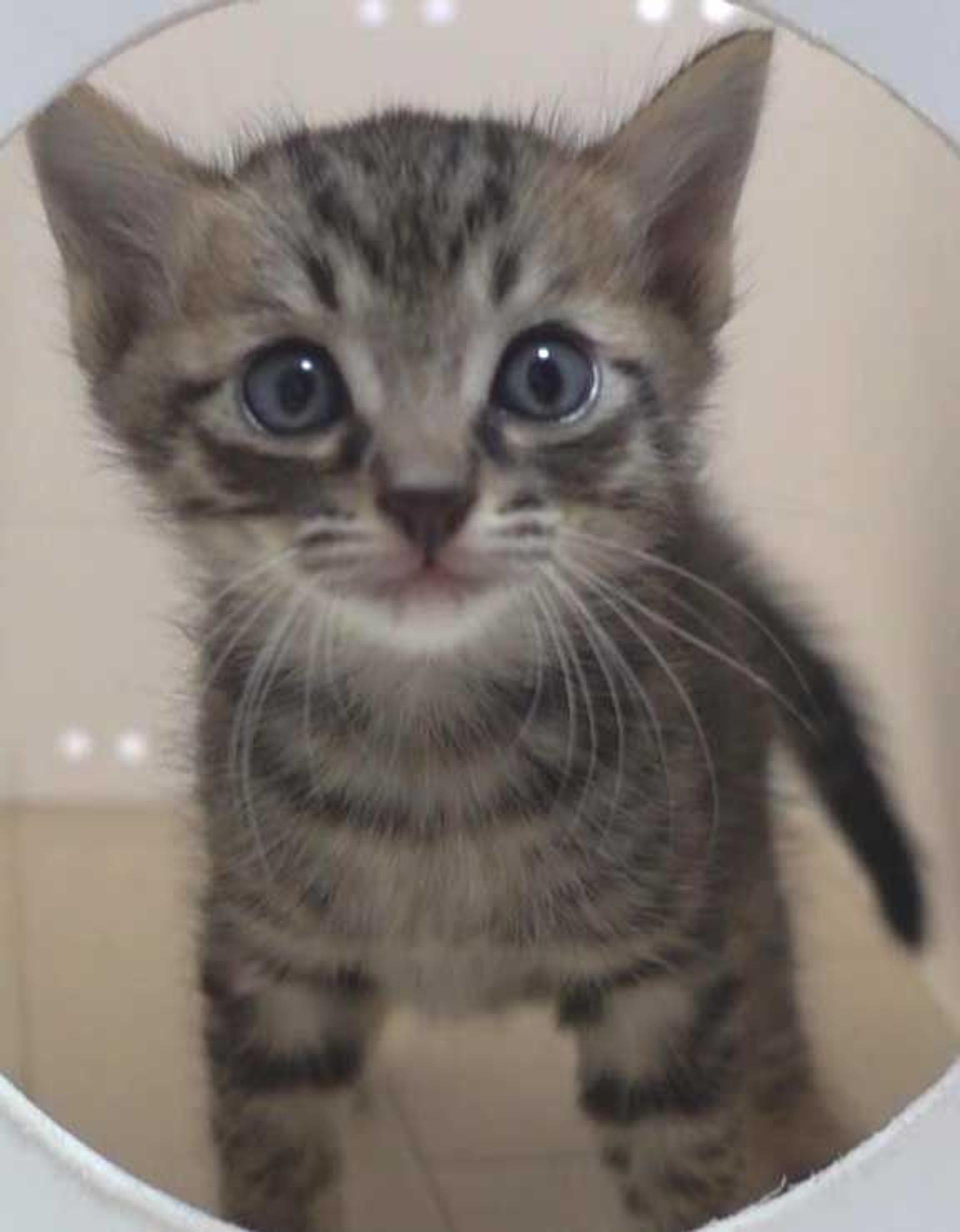 pet-image-7