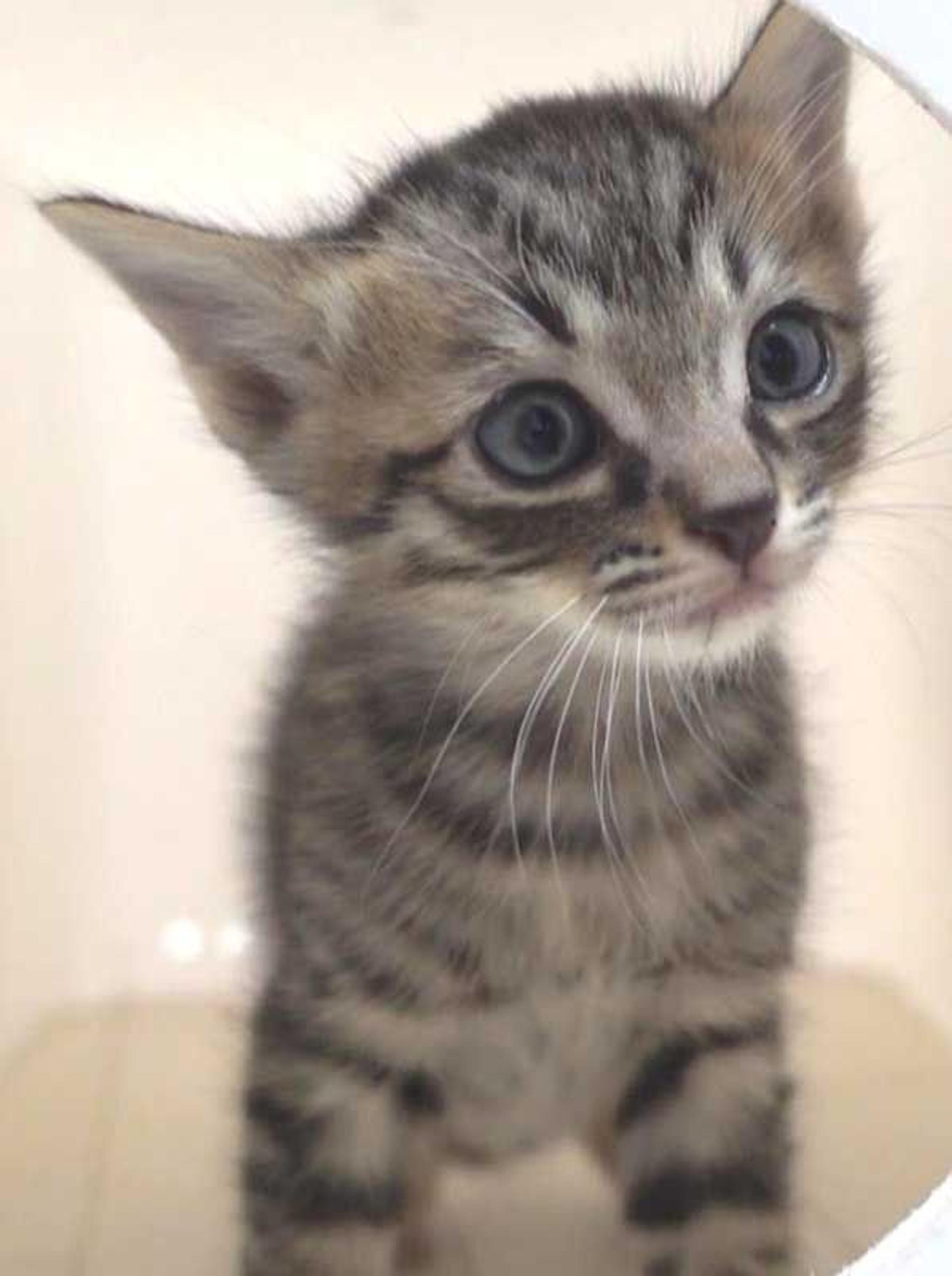 pet-image-8