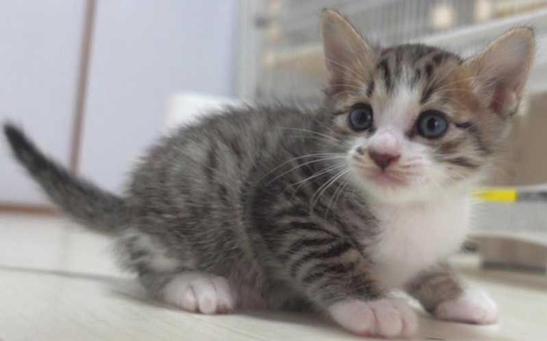 pet-image-4