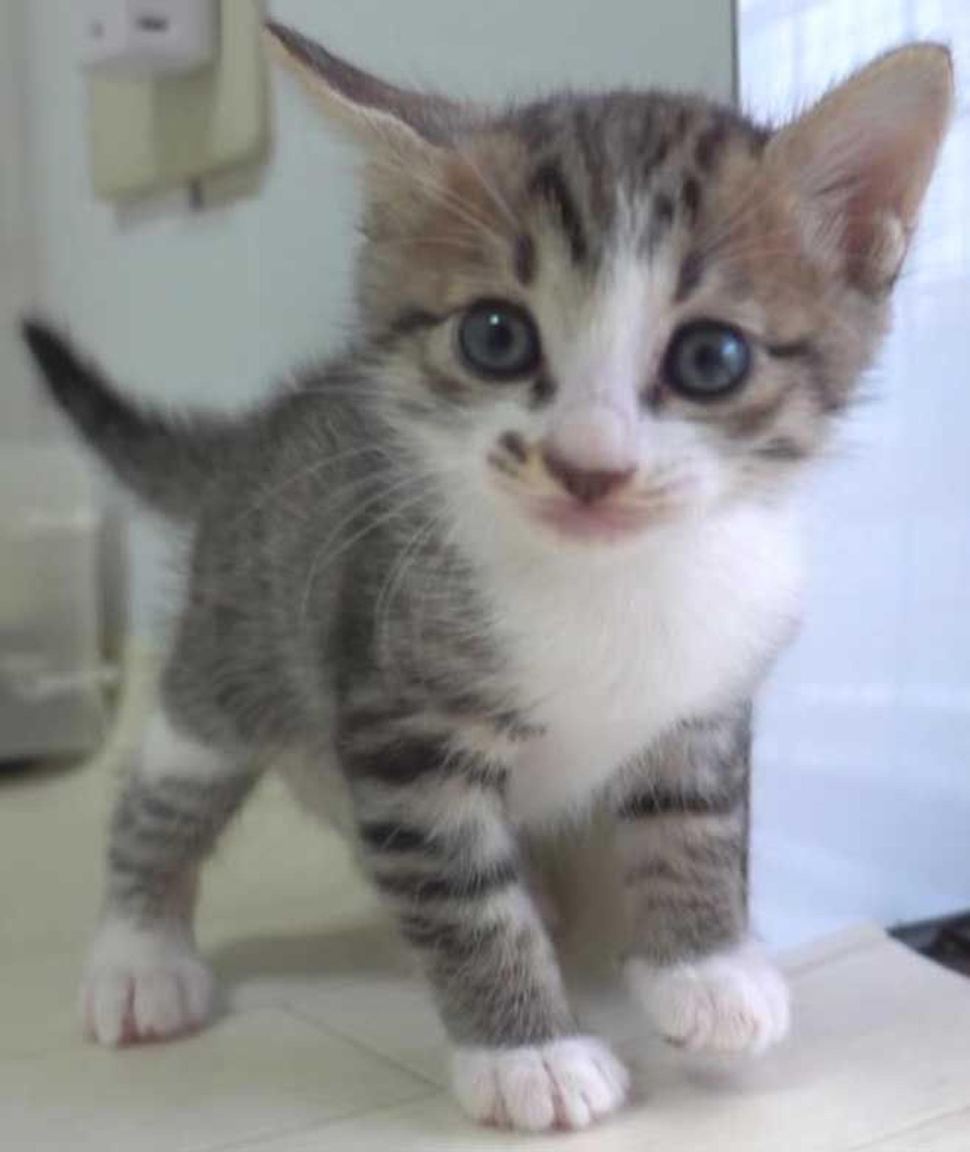 pet-image-5