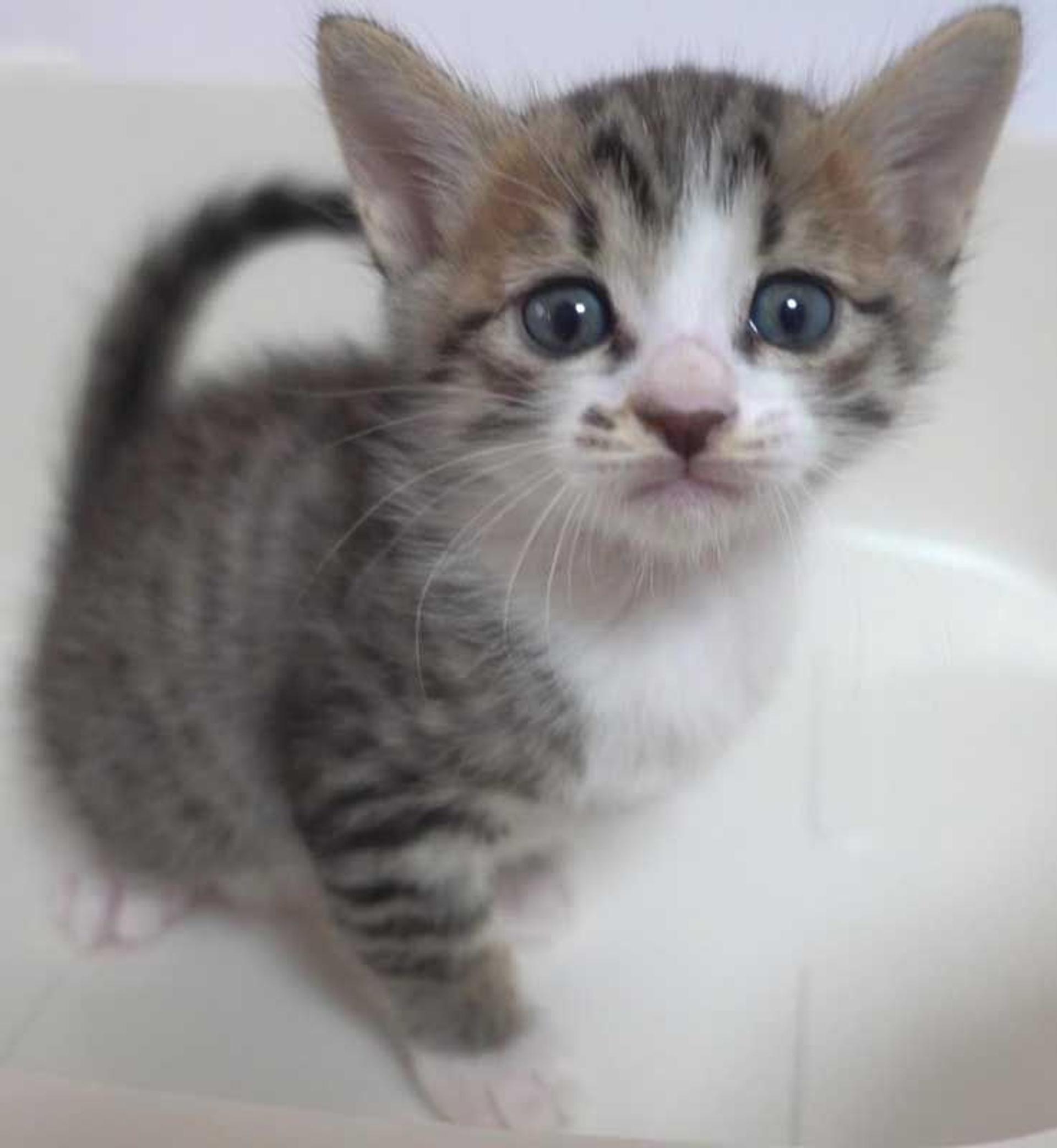 pet-image-6