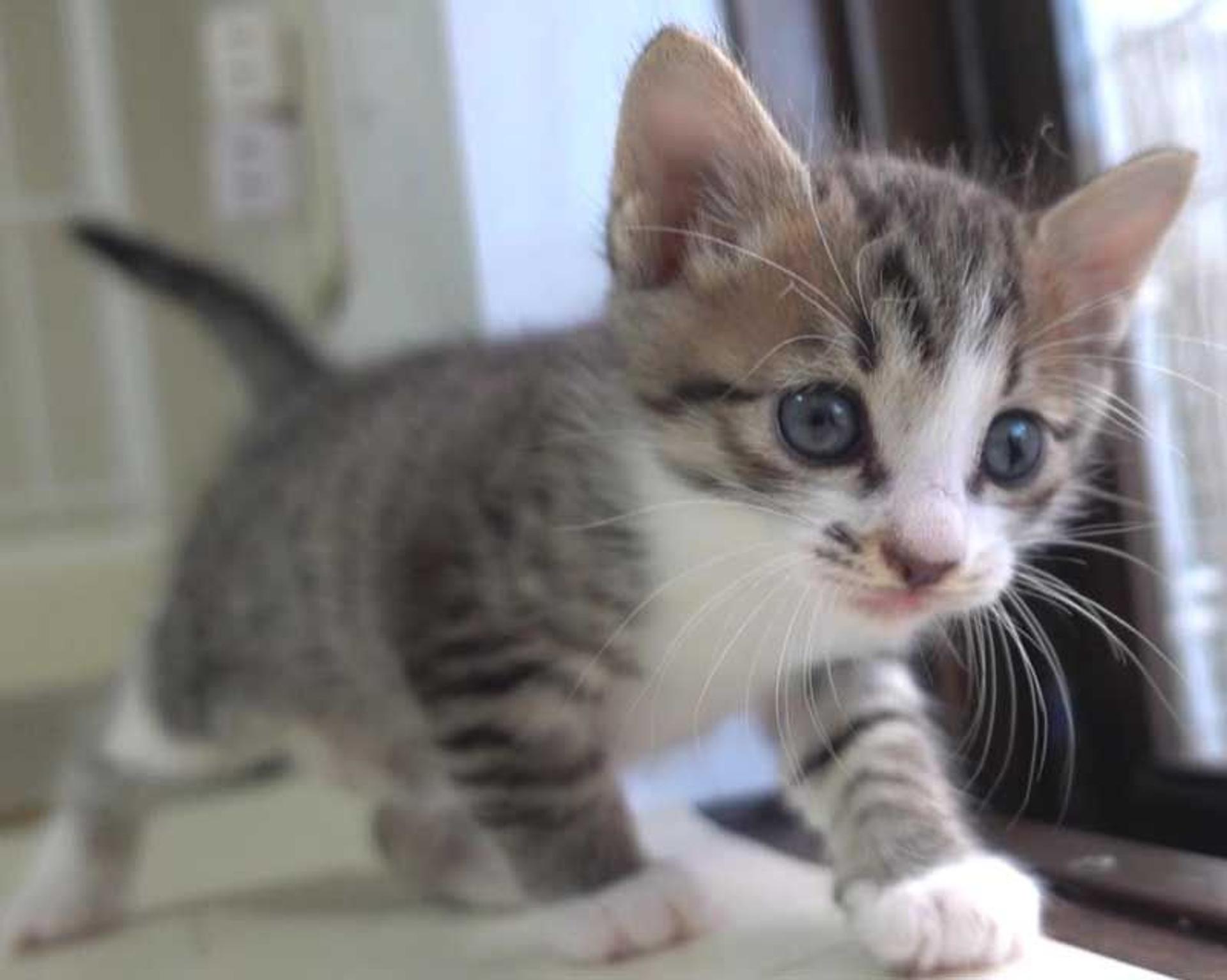 pet-image-8