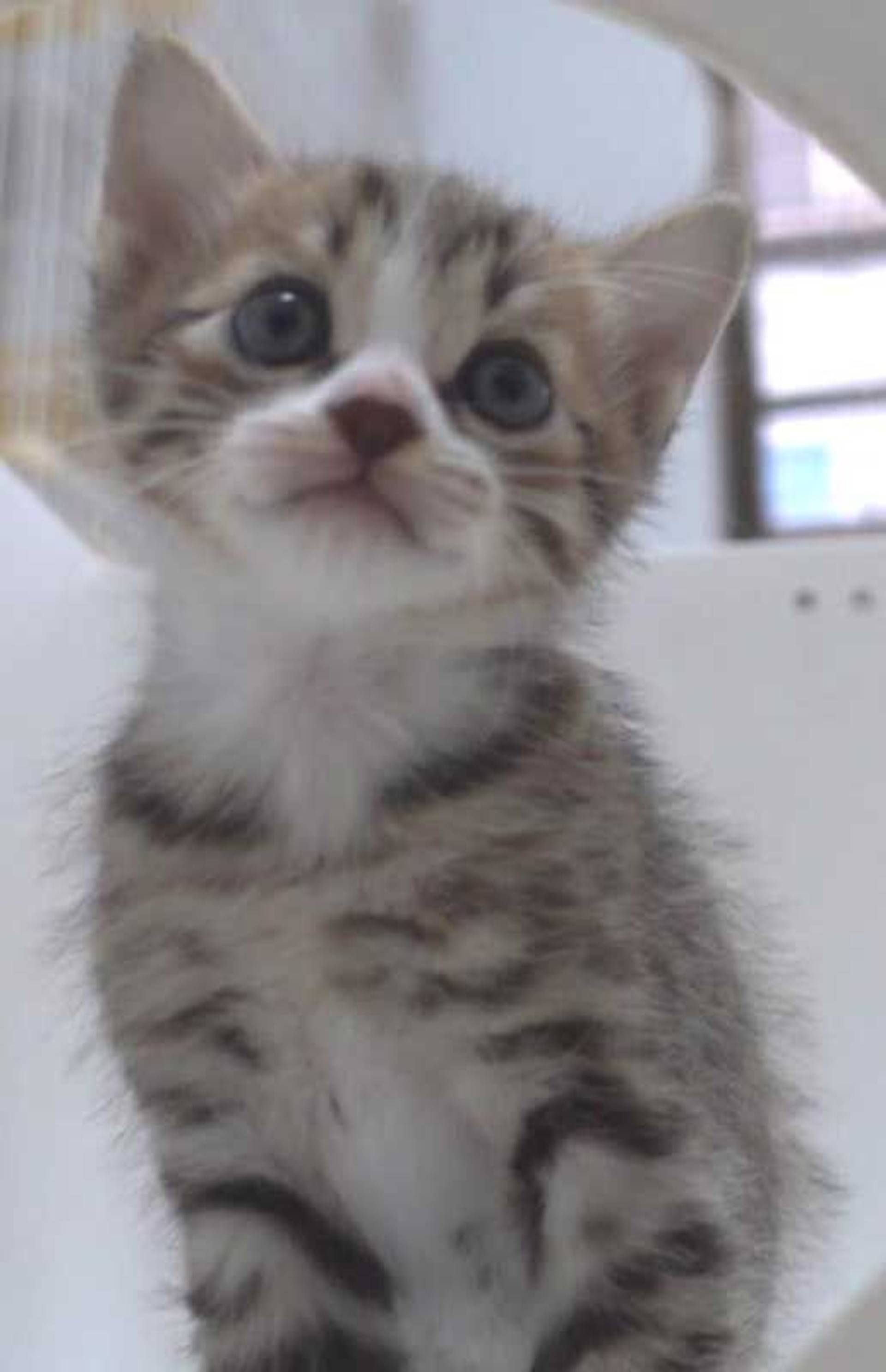 雑種（ミックス猫）・メスの里親募集の写真