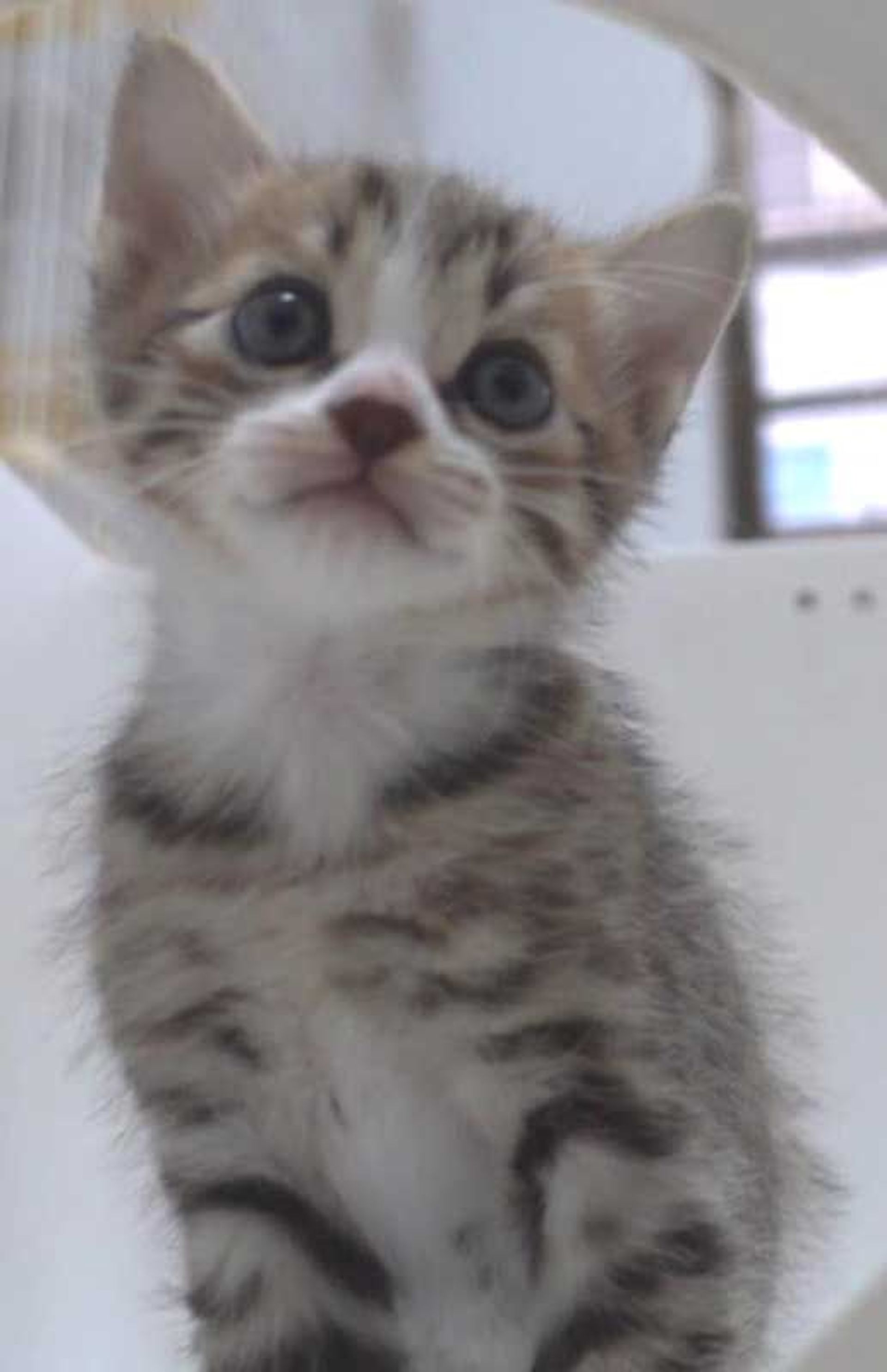 雑種（ミックス猫）・メスの里親募集の写真