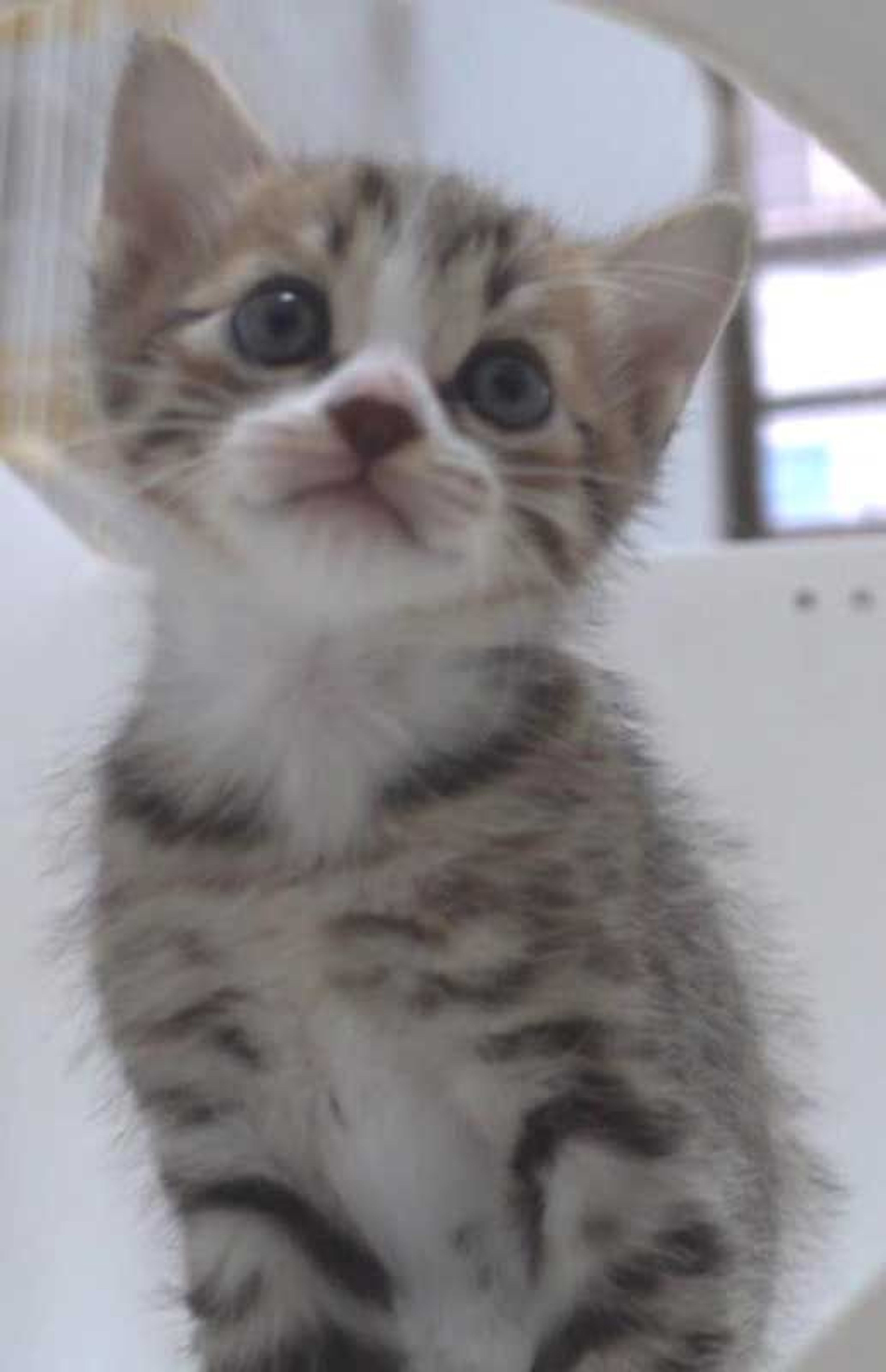 雑種（ミックス猫）・メスの里親募集の写真