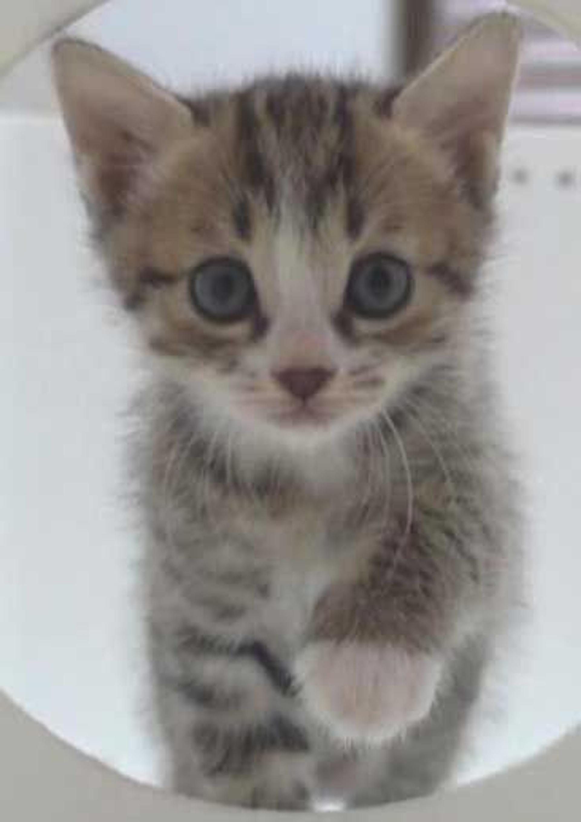pet-image-2